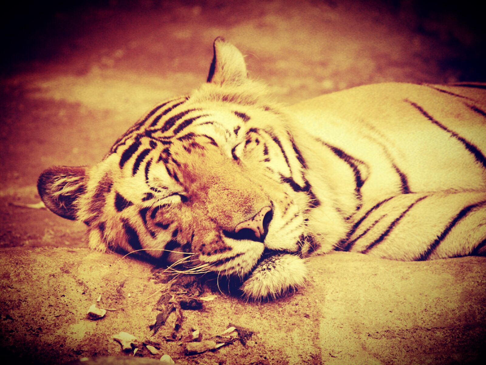 Olympus E-300 (EVOLT E-300) sample photo. Tiger, india, animal photography