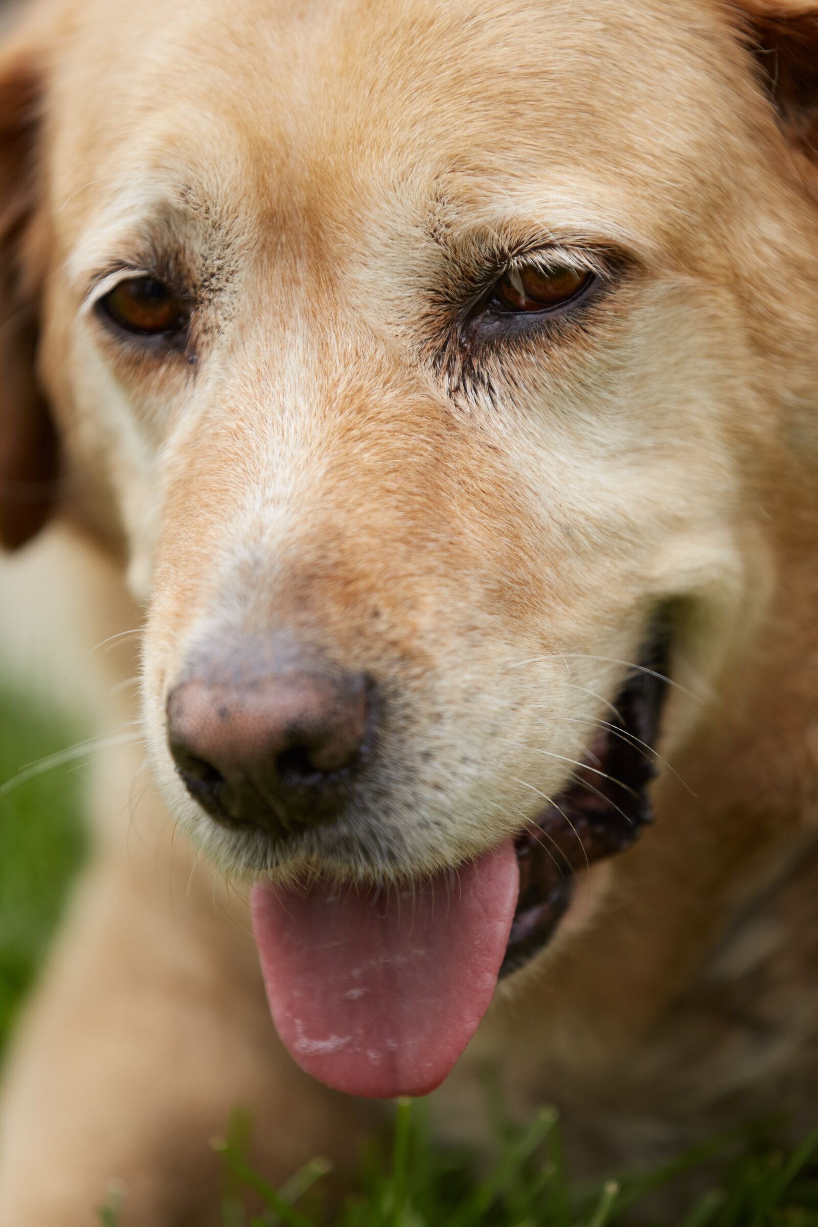 Canon EOS 5D Mark III sample photo. Dog, cute, scott photography