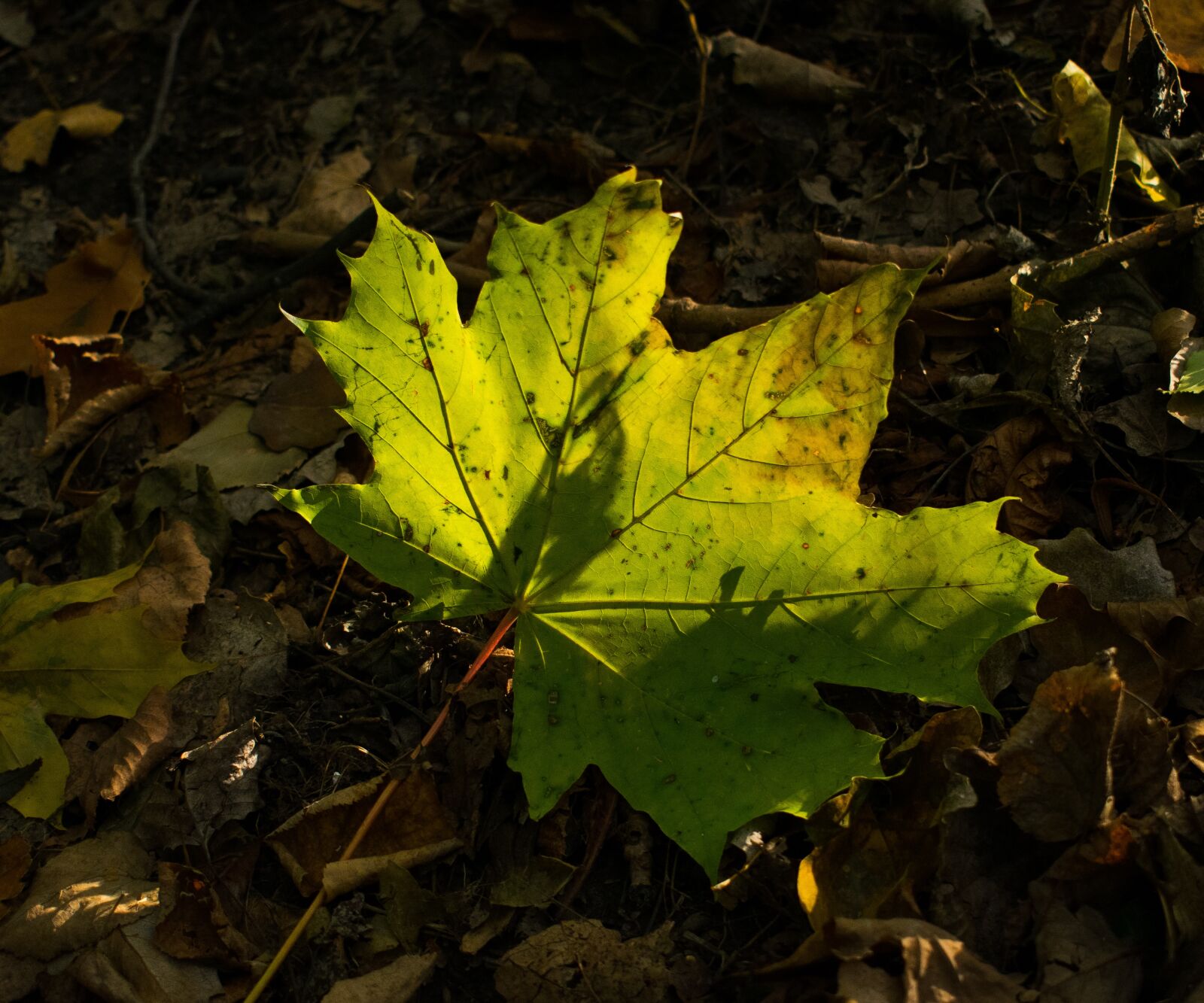 Nikon D3300 sample photo. Green, sheet, autumn photography