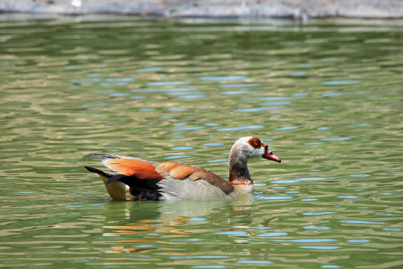 Canon EOS 400D (EOS Digital Rebel XTi / EOS Kiss Digital X) sample photo. Goose, duck, fowl photography