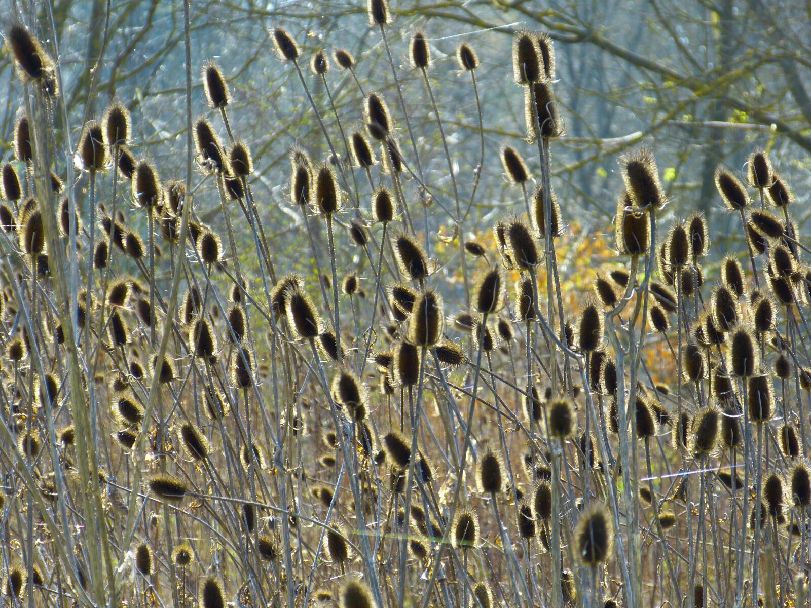 Panasonic Lumix DMC-FZ150 sample photo. Weber card, thistles, dipsacus photography