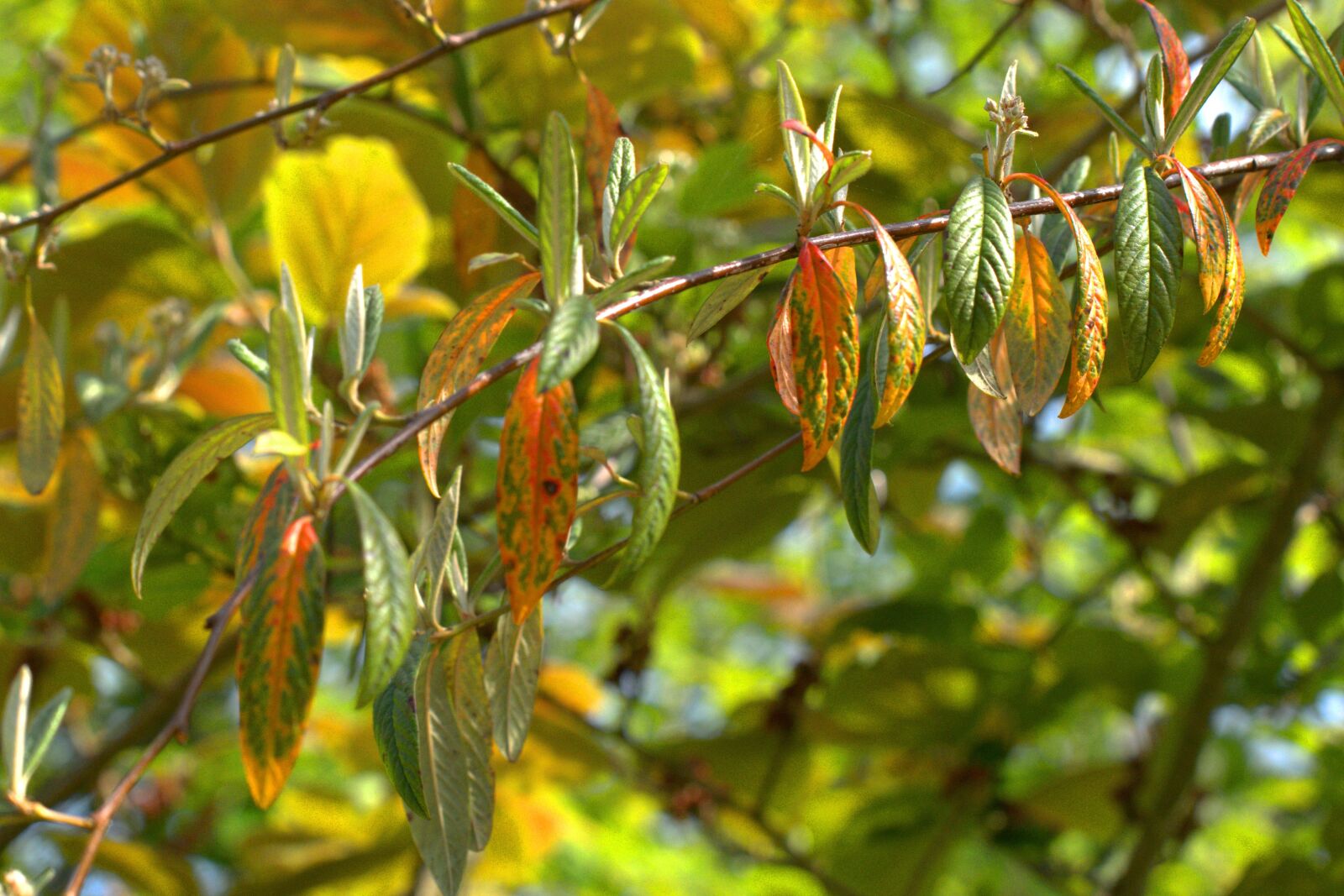 Panasonic Lumix DMC-GX85 (Lumix DMC-GX80 / Lumix DMC-GX7 Mark II) sample photo. Leaves, depend, plant photography