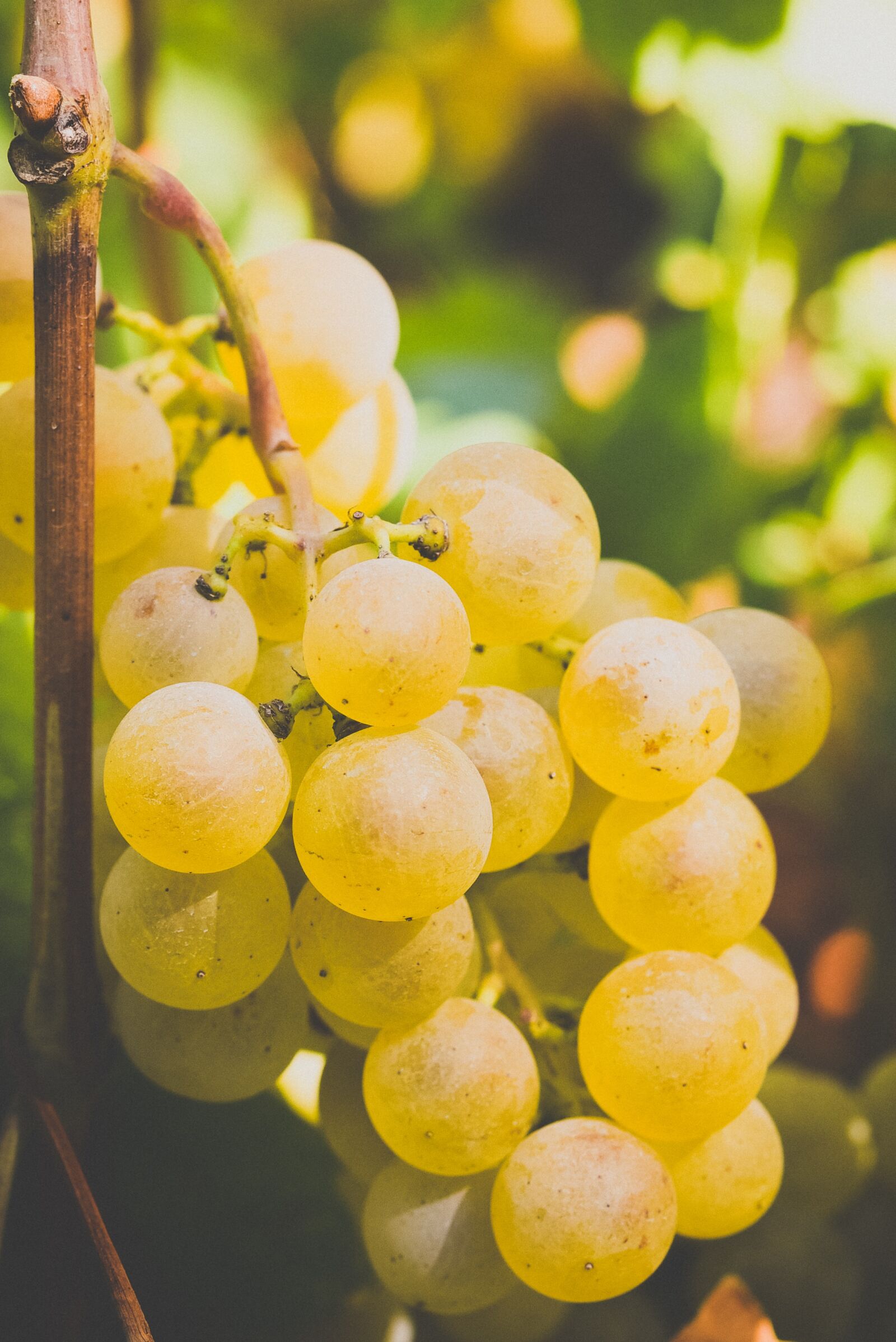 Nikon D750 sample photo. Grapes, autumn, grape photography