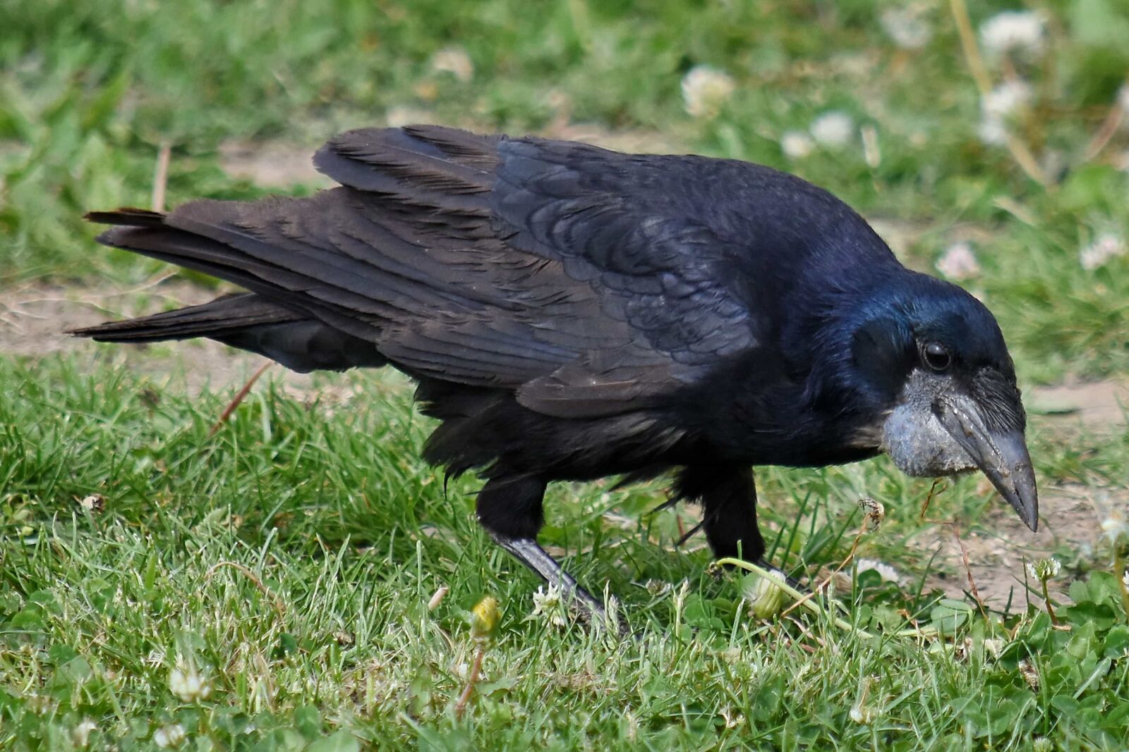 Nikon D5500 sample photo. Black, black bird, raven photography