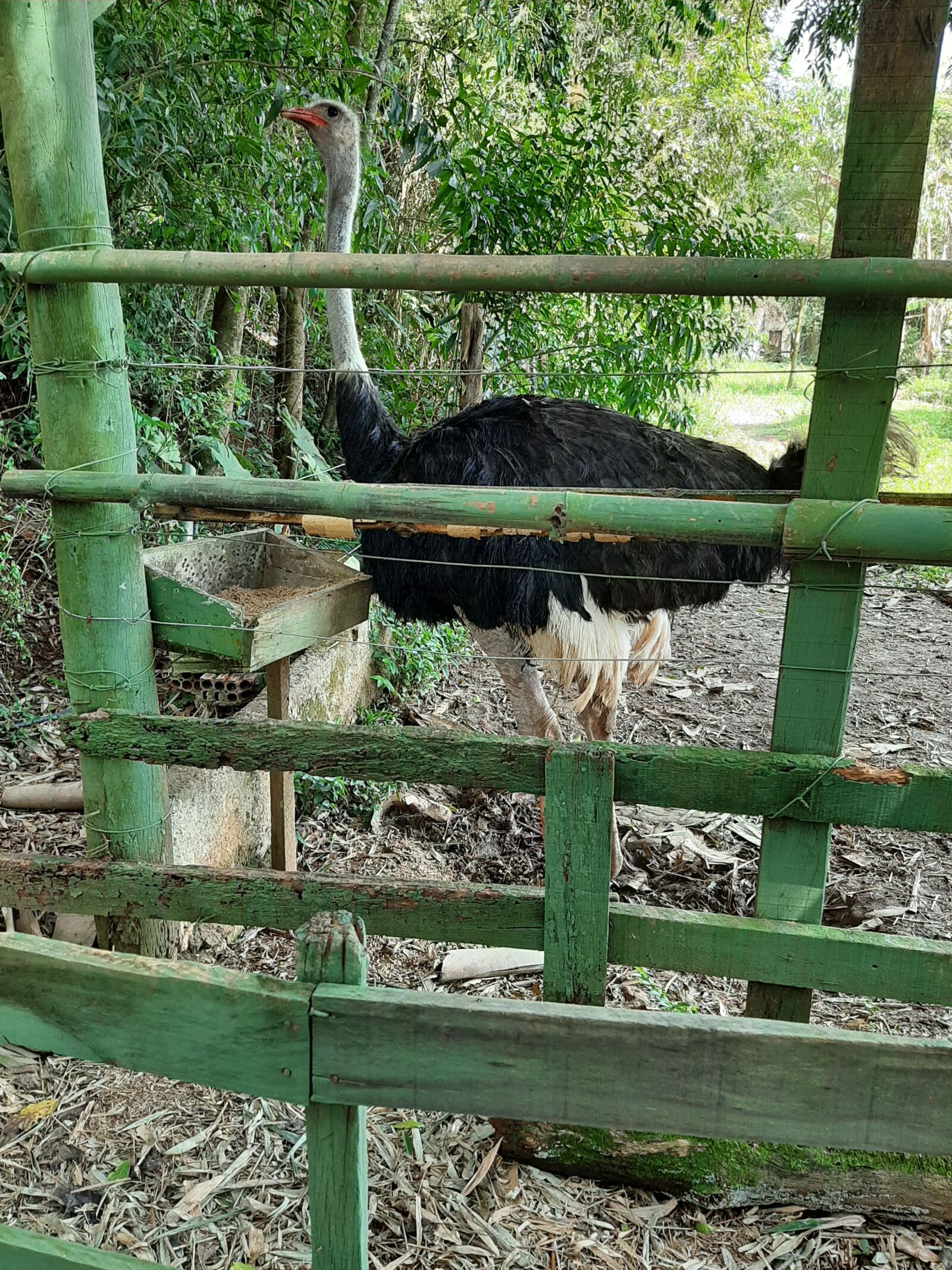 Samsung Galaxy A50 sample photo. Ostrich, animal, bird photography