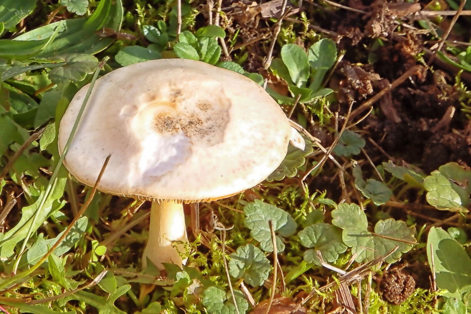 Fujifilm FinePix SL1000 sample photo. Mushroom, meadow, grass photography