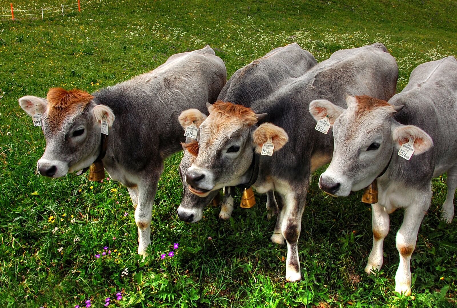 Nikon D40 sample photo. Calves, alm, cow photography