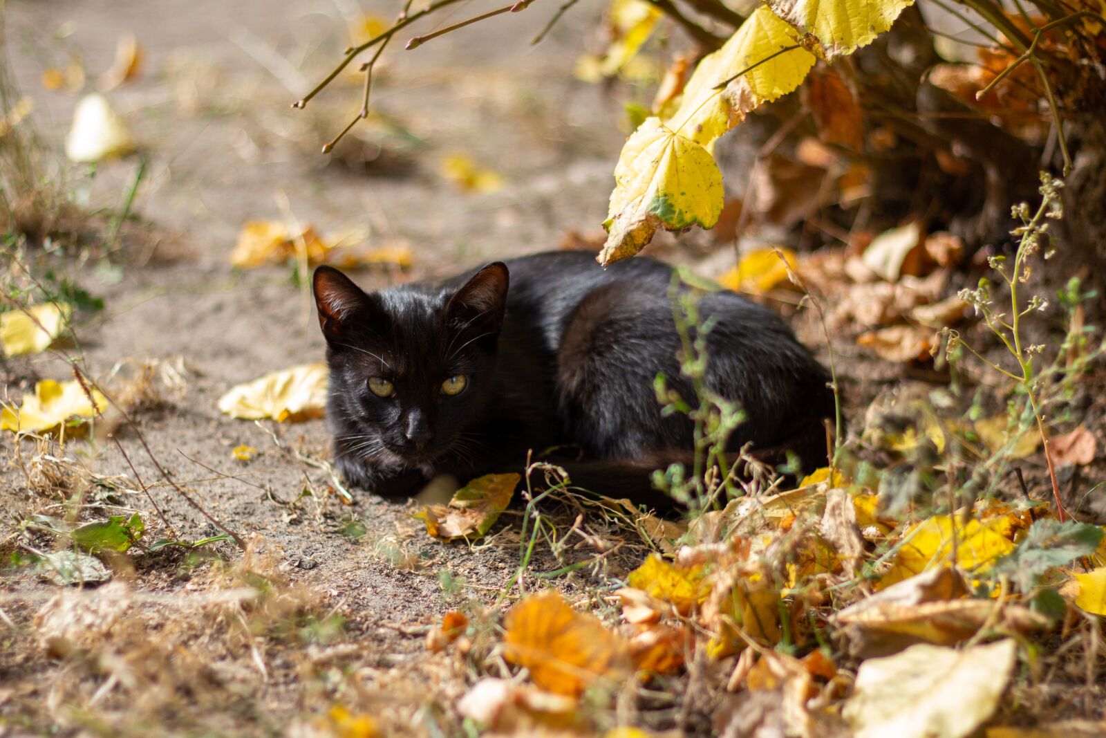 Canon EOS 60D + Canon EF 50mm F1.8 II sample photo. Cat, cat is, kitten photography