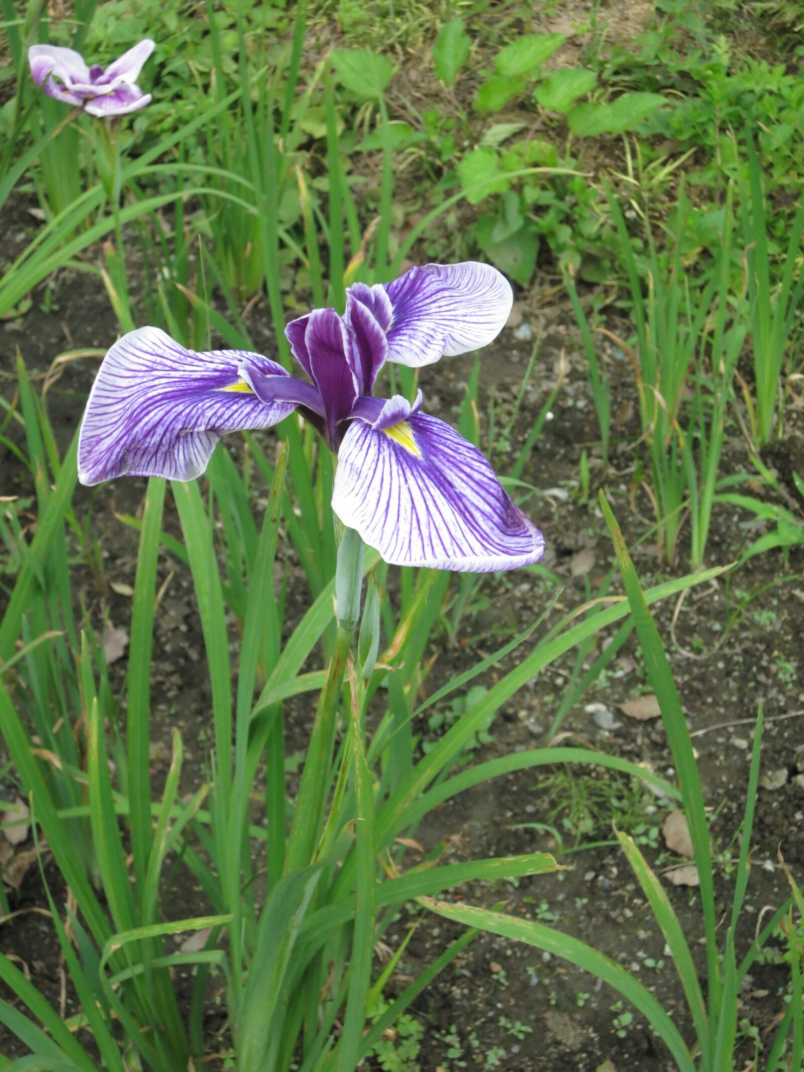 Canon PowerShot S100 sample photo. Iris, garden, flower photography