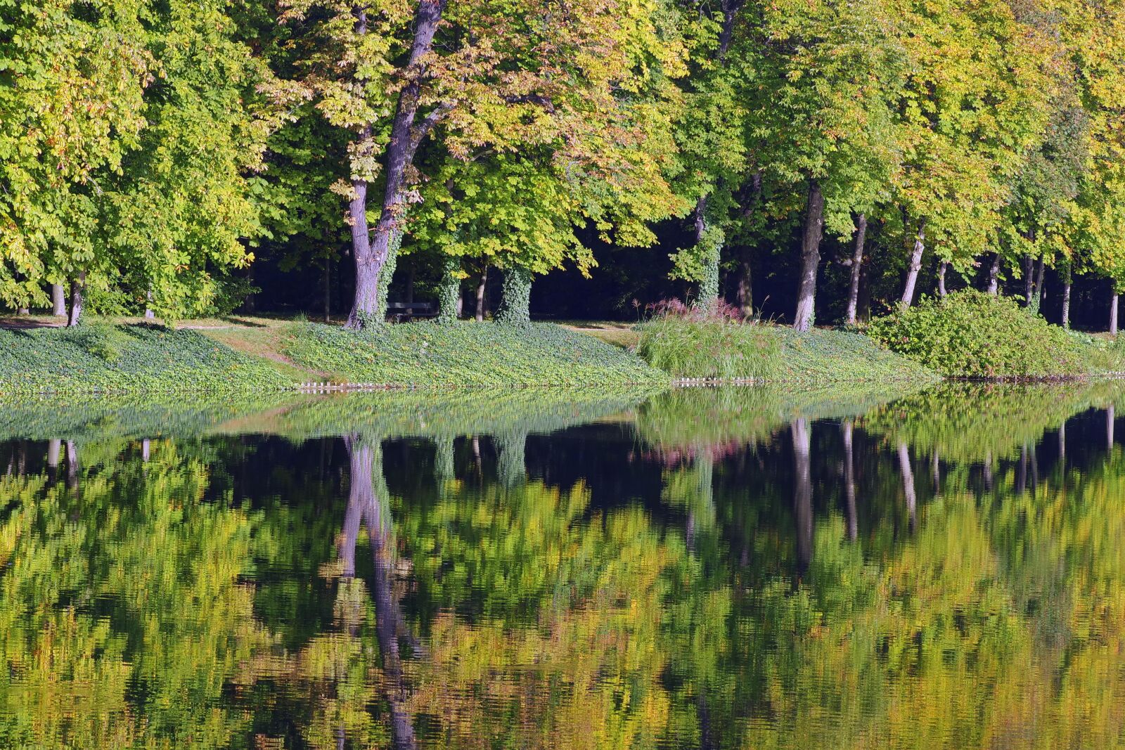 Pentax K-S2 sample photo. Water, park, tree photography