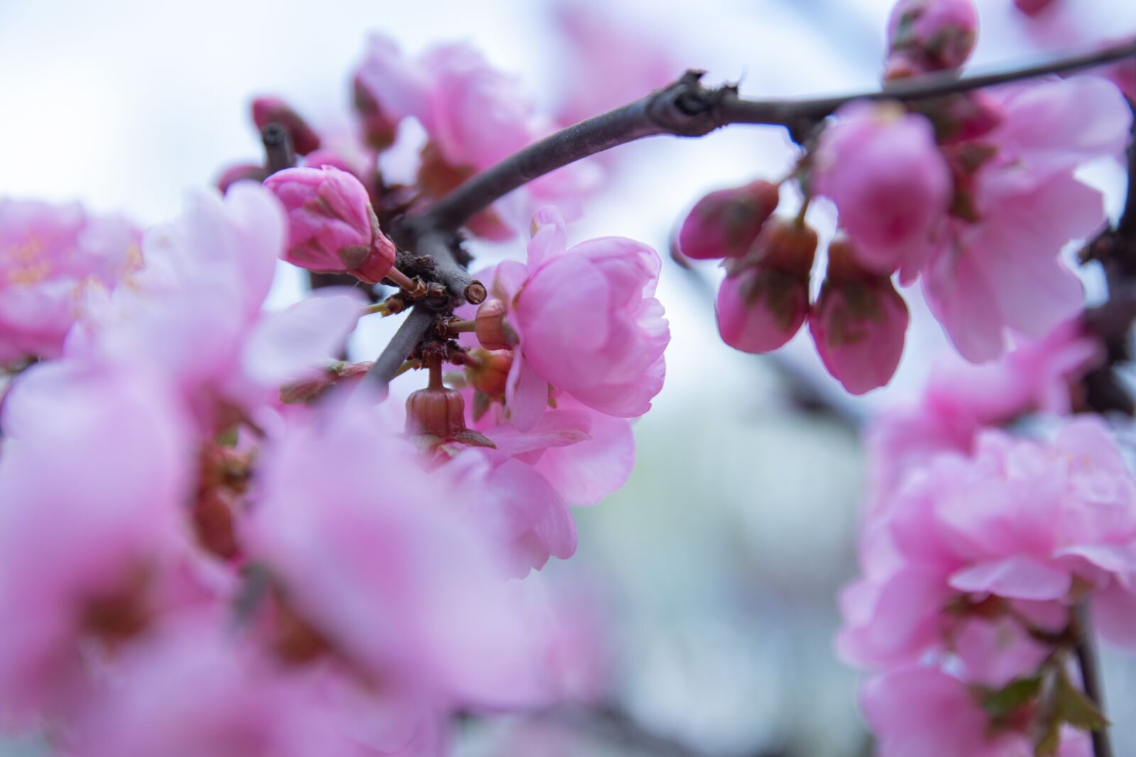 Canon EOS M6 sample photo. Spring, flowers, branch photography