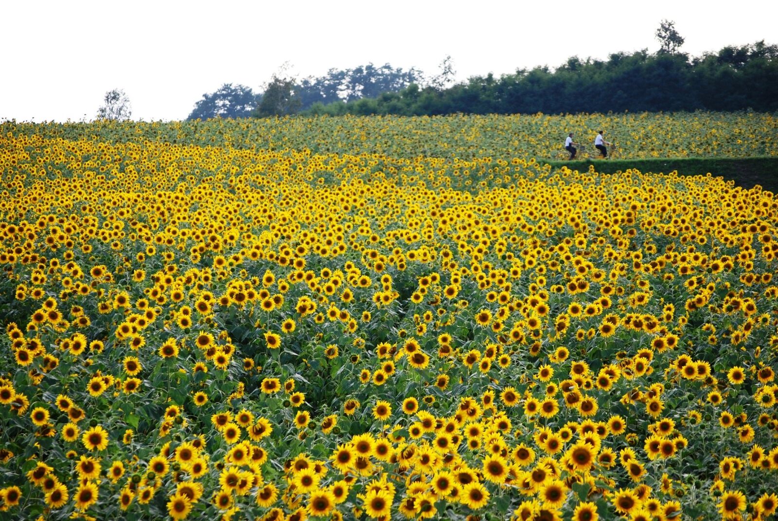 Nikon D60 sample photo. Sunflower, field, yellow photography