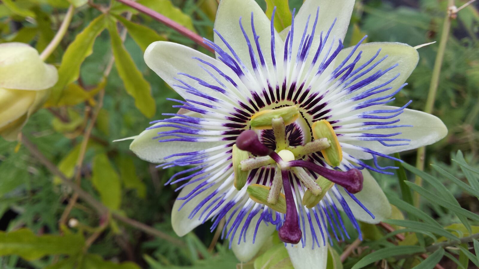 Samsung Galaxy S4 sample photo. Passion flower, passiflora, purple photography