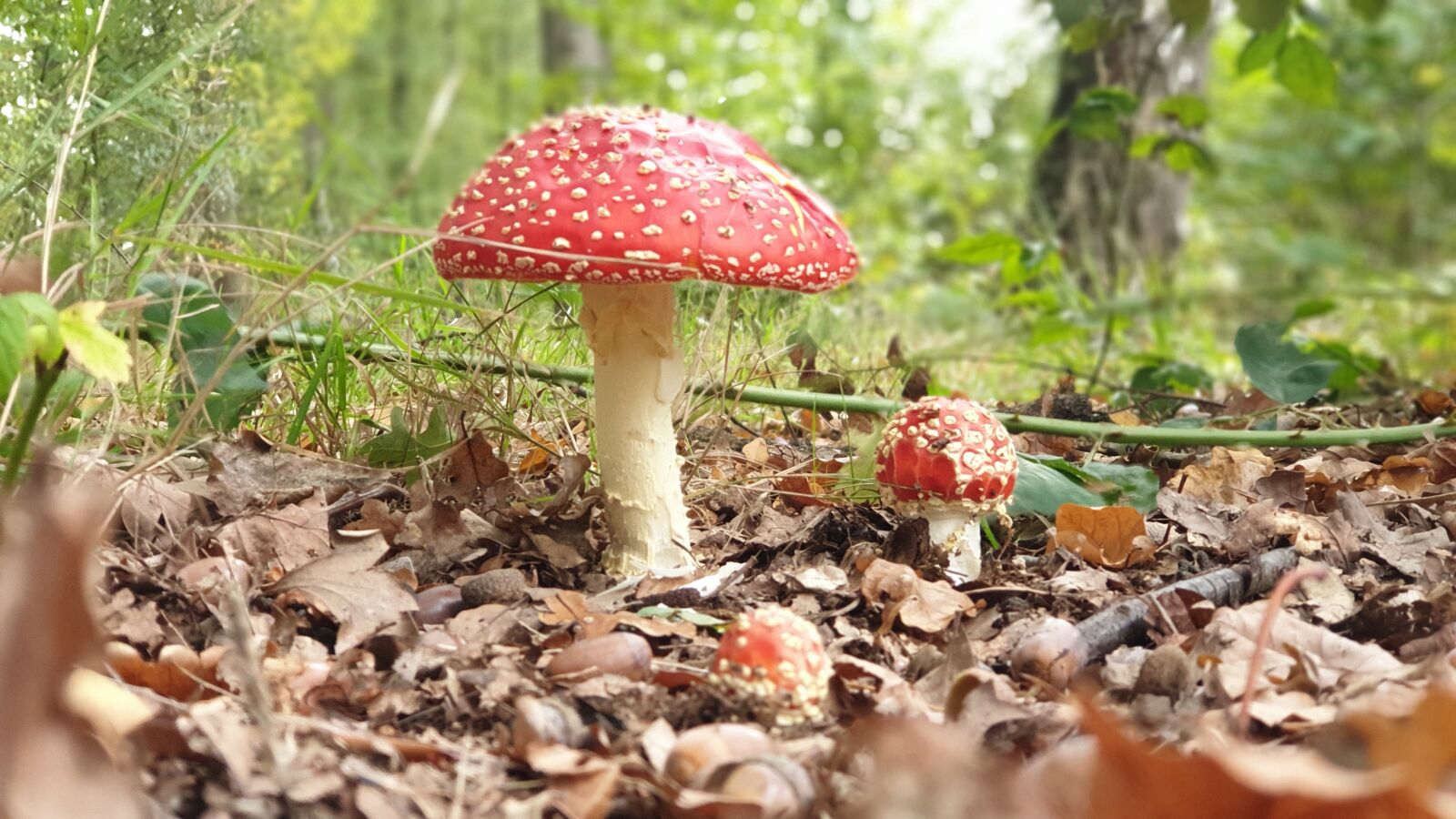 Samsung SM-G965F sample photo. Mushroom, fly agaric, forest photography