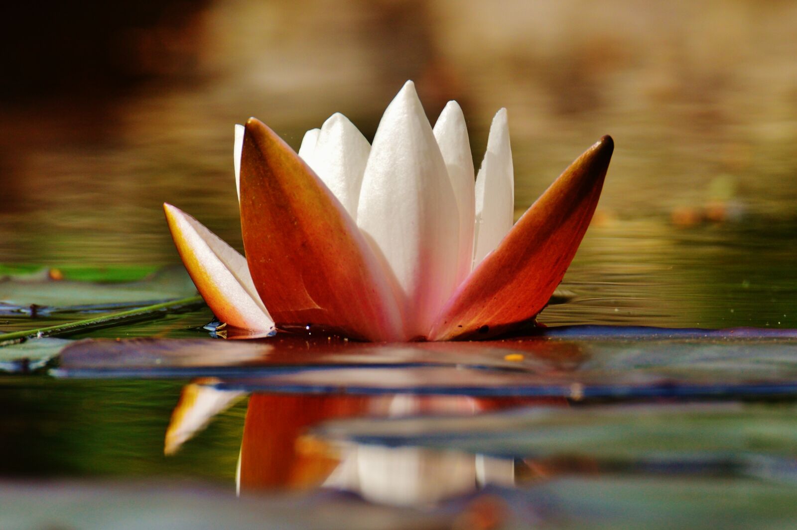 Nikon D3200 sample photo. Water lily, water, bud photography