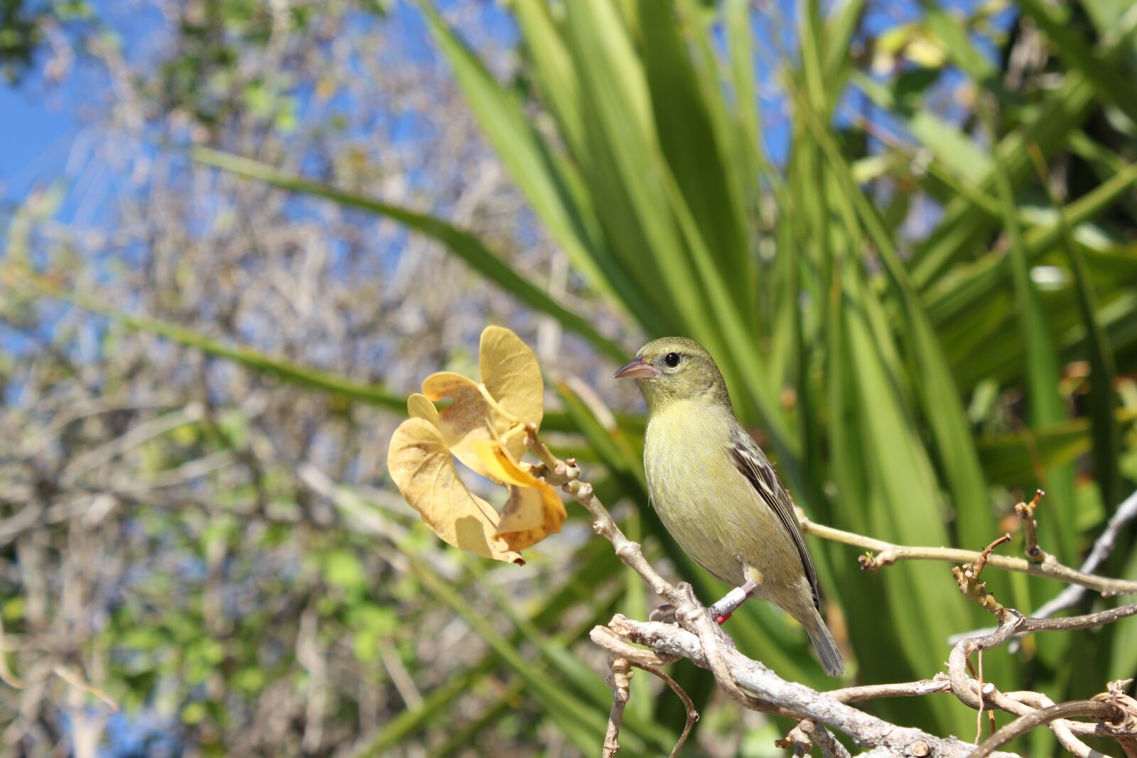 Canon EOS 550D (EOS Rebel T2i / EOS Kiss X4) sample photo. Bird, green, branch photography