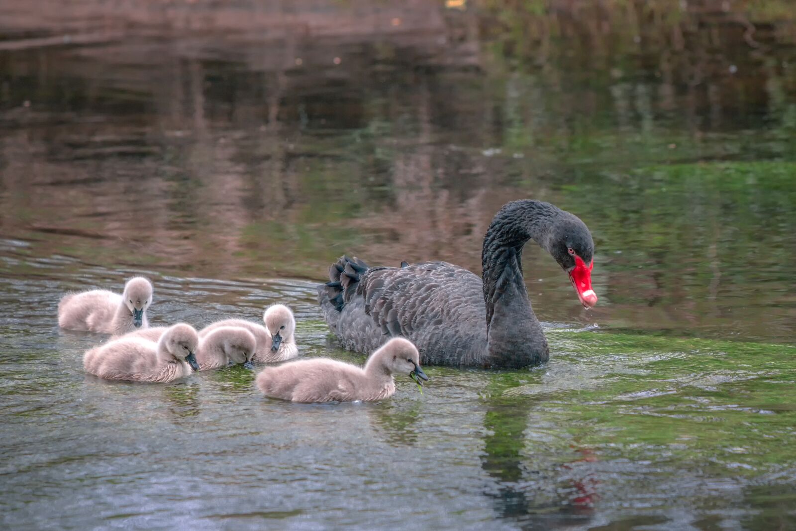 Canon EOS 70D + Canon EF 70-300 F4-5.6 IS II USM sample photo. Mourning swan, swan, chicks photography