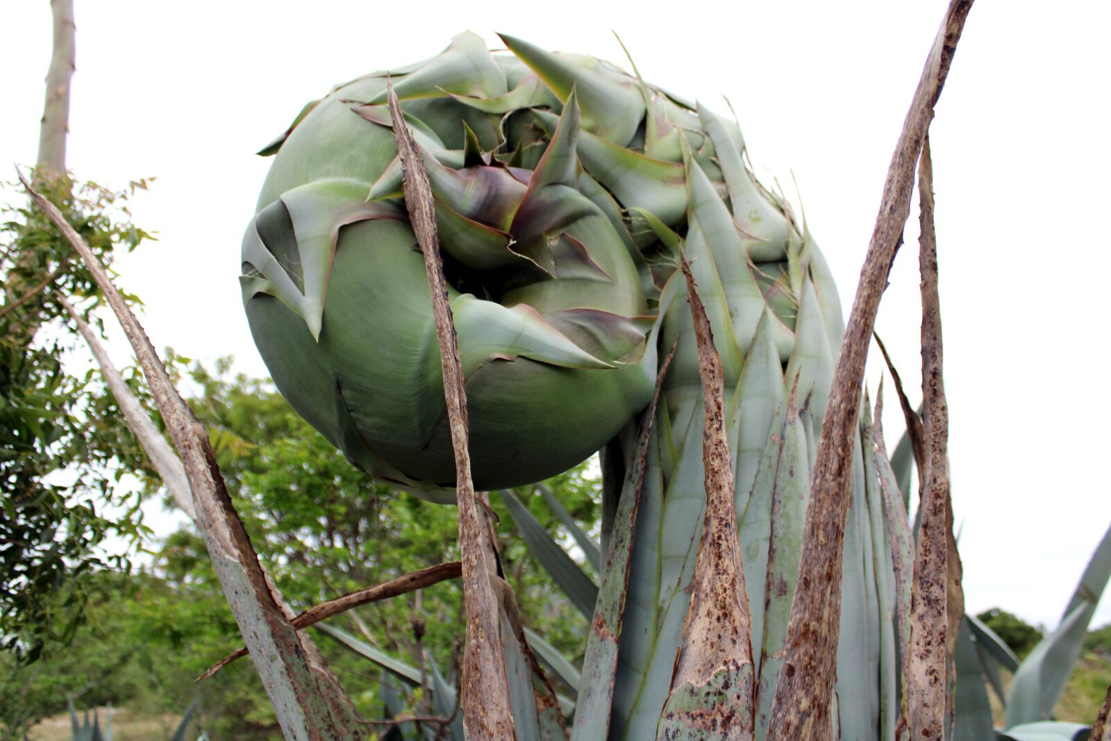 Canon EOS 2000D (EOS Rebel T7 / EOS Kiss X90 / EOS 1500D) sample photo. Agave tequilana plant close photography