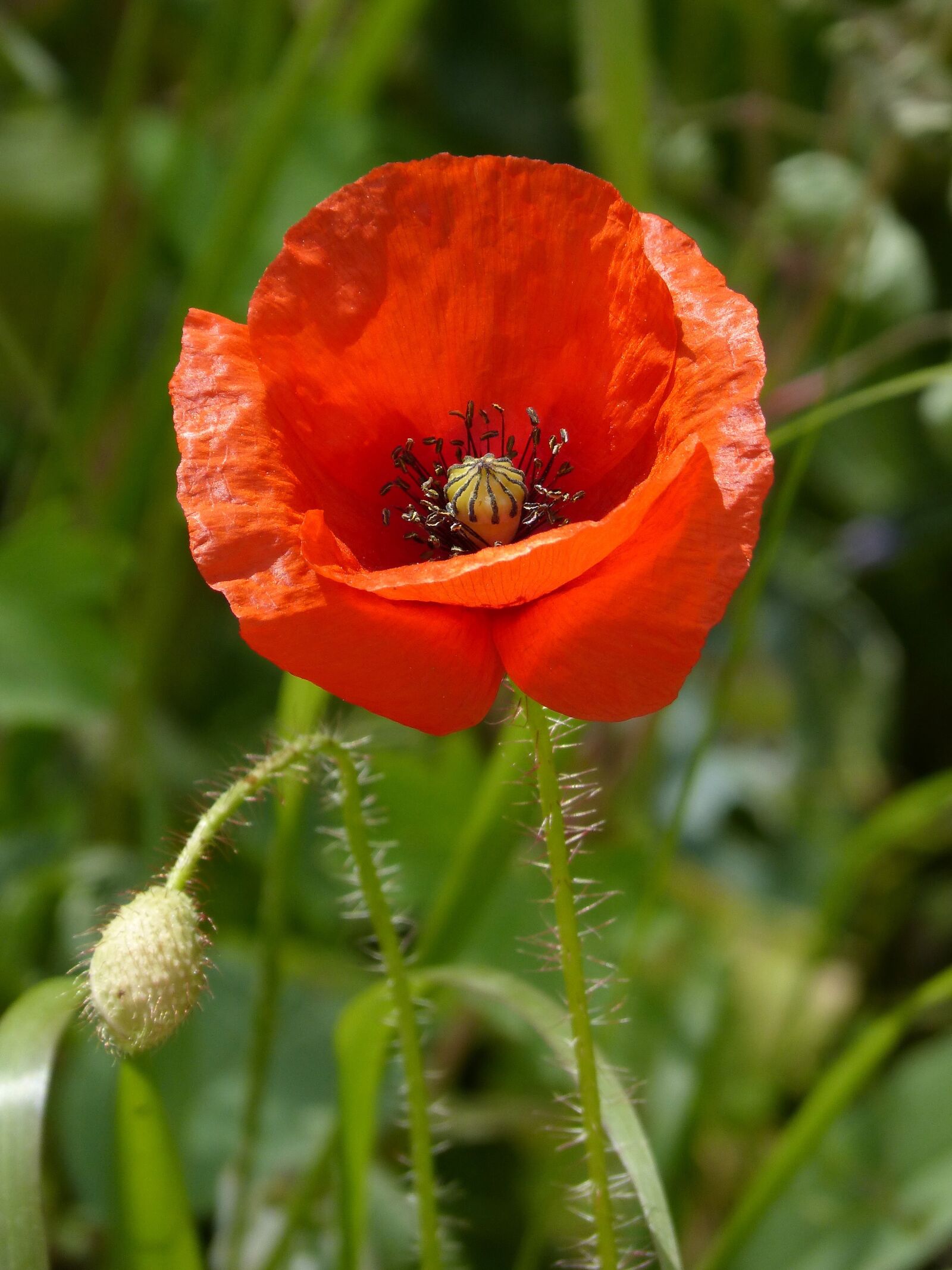Panasonic DMC-FZ62 sample photo. Poppy, ababol, rosella photography