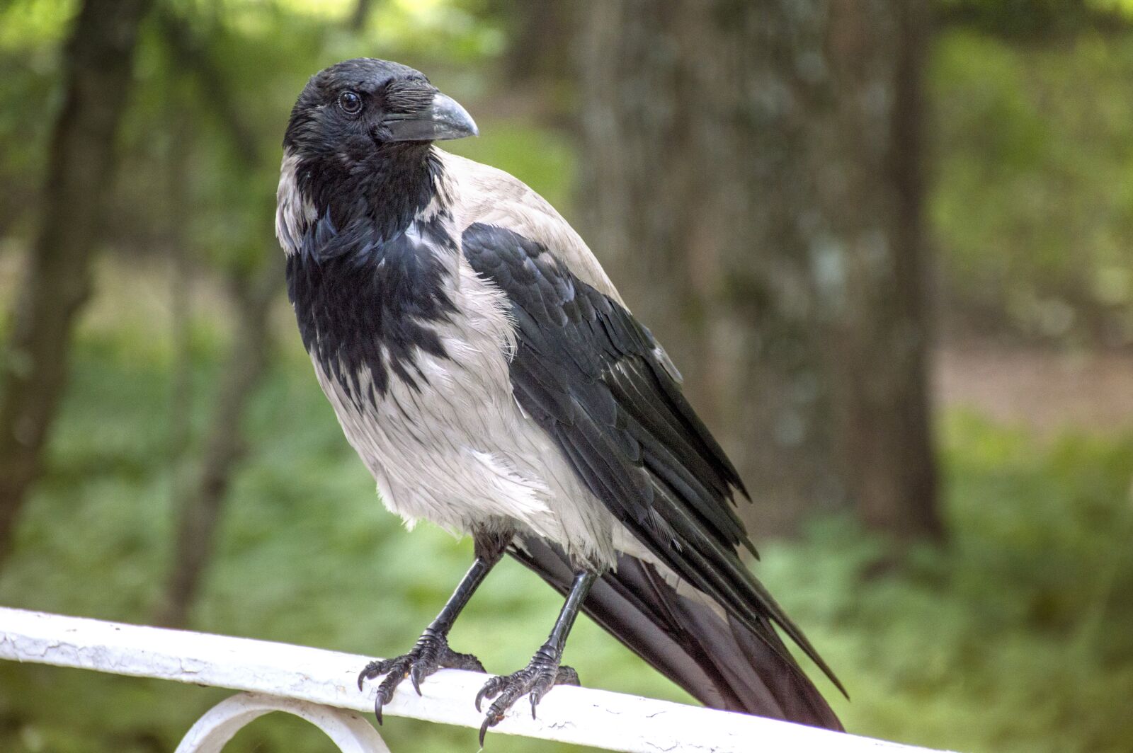 Nikon D3200 sample photo. Crow, bird, summer photography