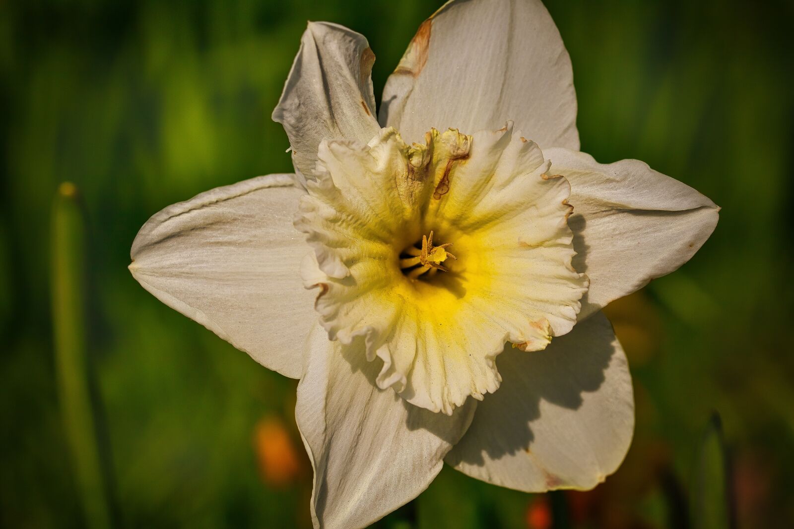 Canon EOS RP sample photo. Narcissus, flower, spring photography