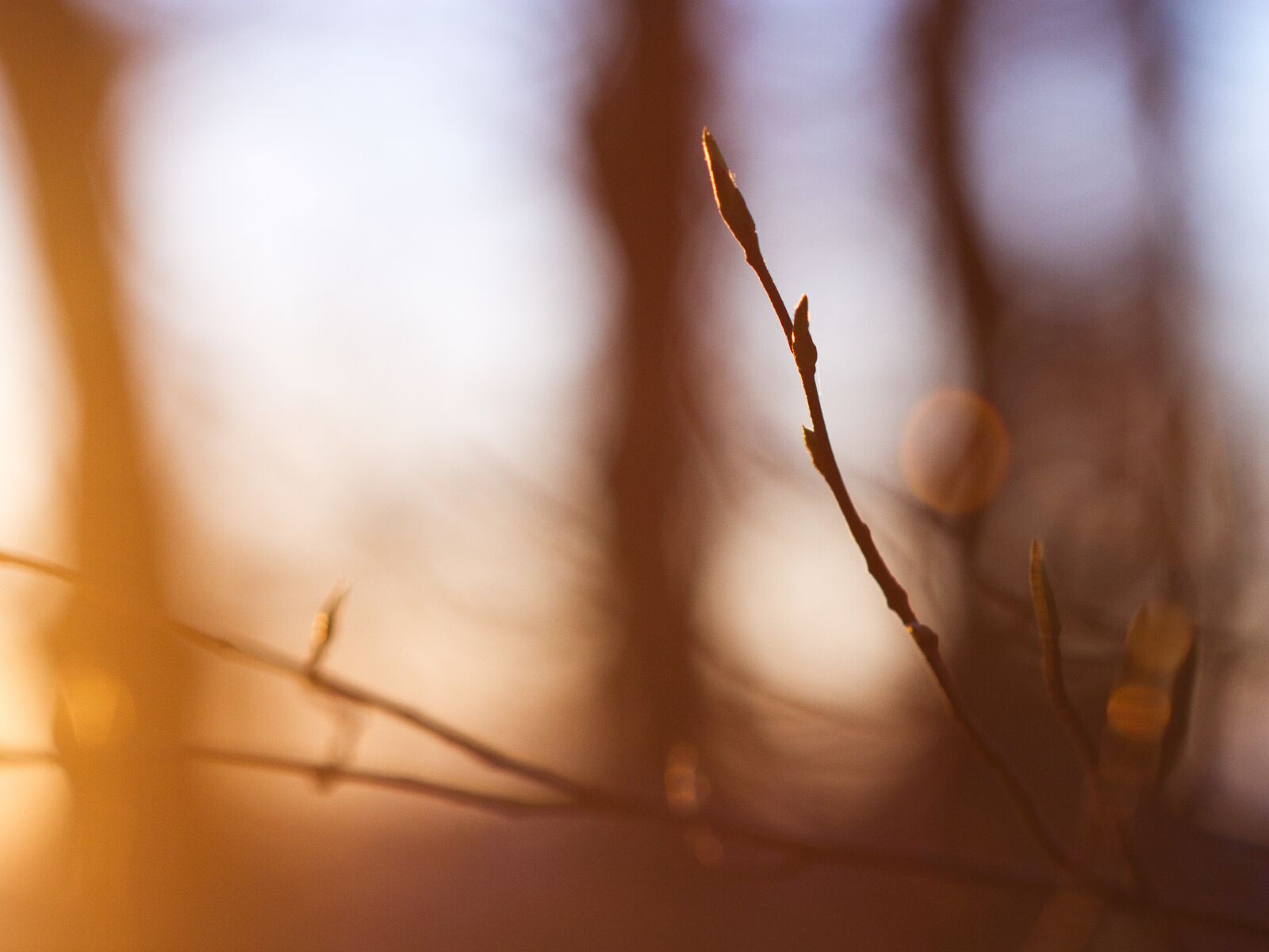 Canon EOS 7D + Canon EF 100mm F2.8 Macro USM sample photo. Boomknop, sunset, branch photography