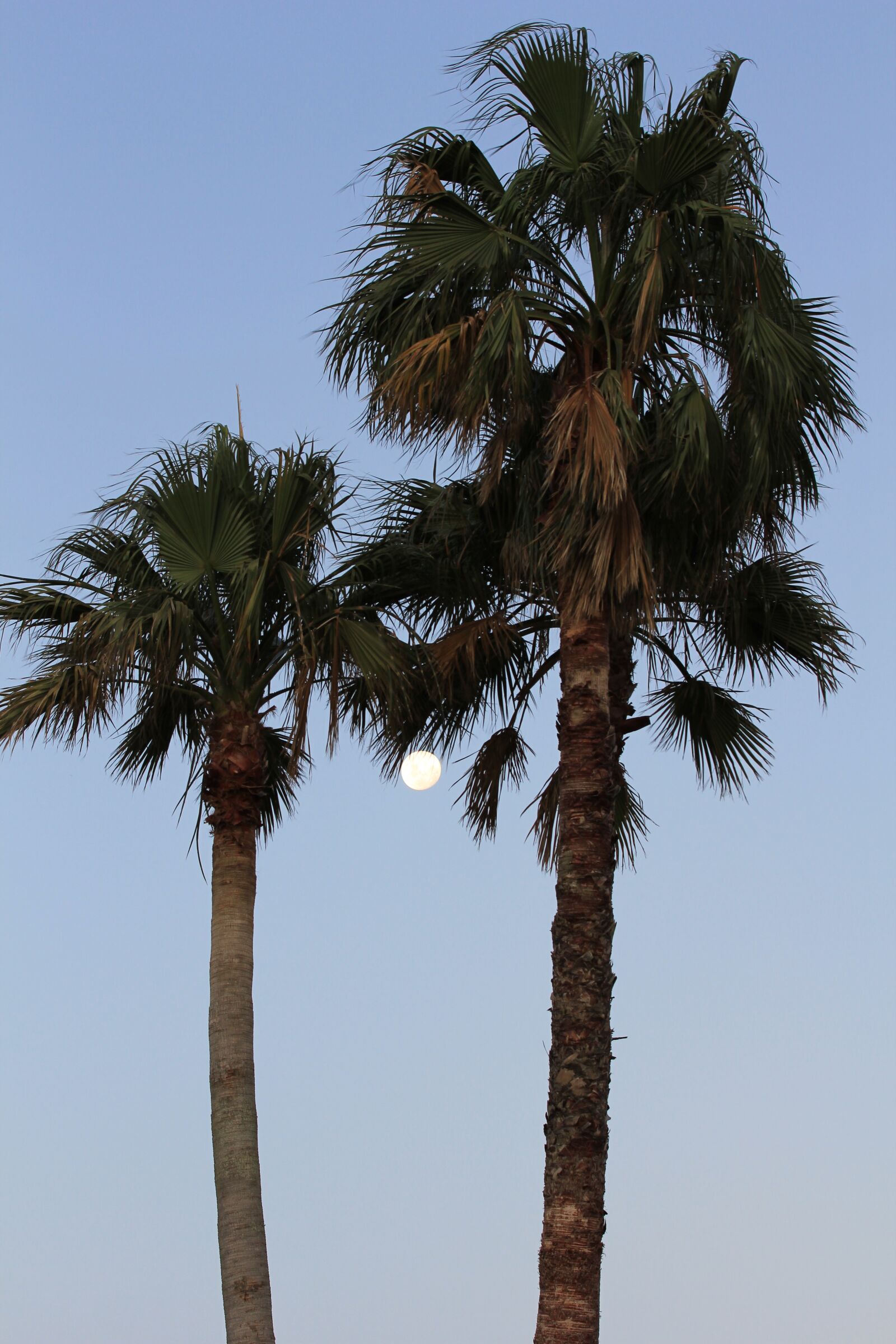 Canon EOS 60D + Canon EF 70-200mm F2.8L IS II USM sample photo. Moonrise, palm trees, frame photography