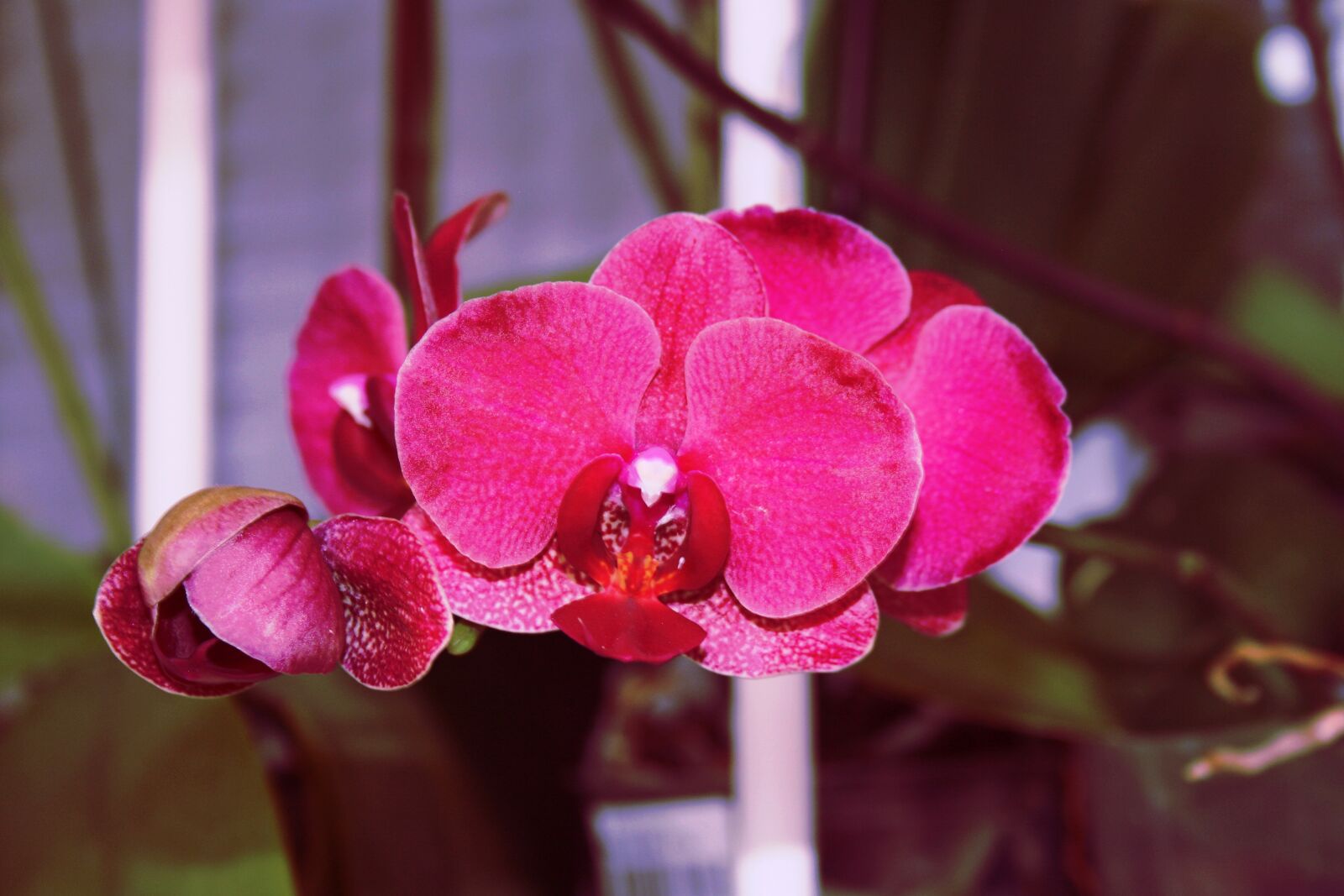 Canon EOS 400D (EOS Digital Rebel XTi / EOS Kiss Digital X) sample photo. Orquídea, flower, colorful photography