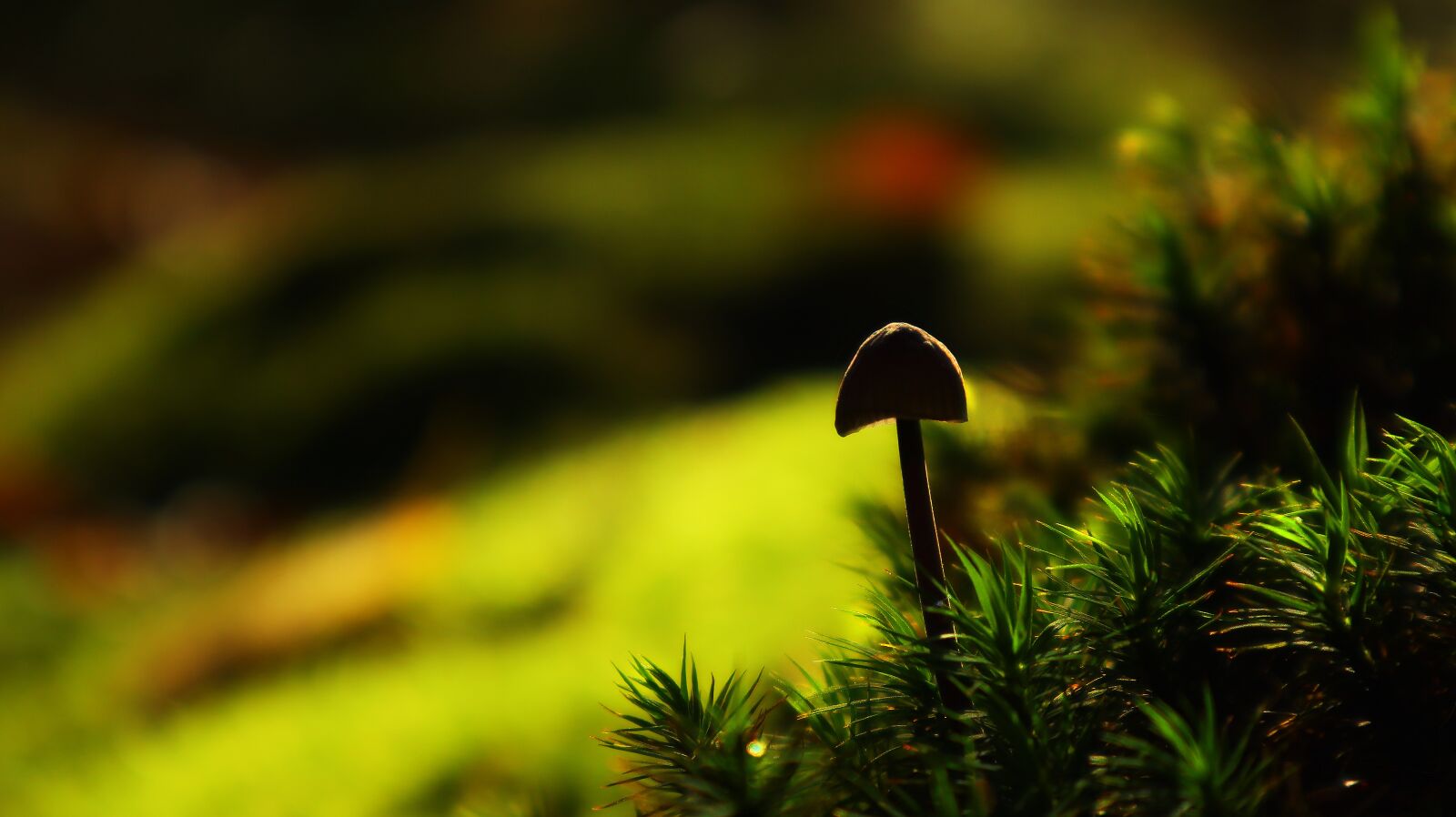 Canon EF-M 15-45mm F3.5-6.3 IS STM sample photo. Mushroom, forest, nature photography