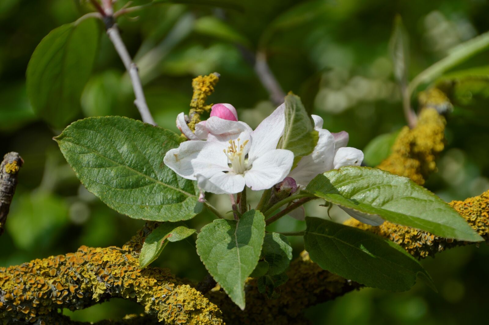 Nikon D3200 sample photo. Tree, flower, leaf photography
