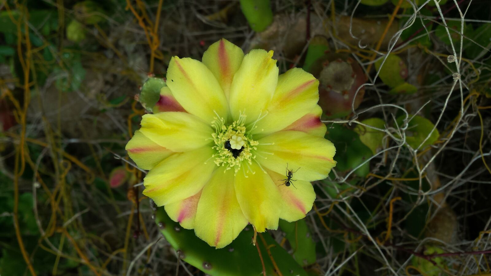Samsung Galaxy S4 sample photo. Flower, sandbank, cactus photography