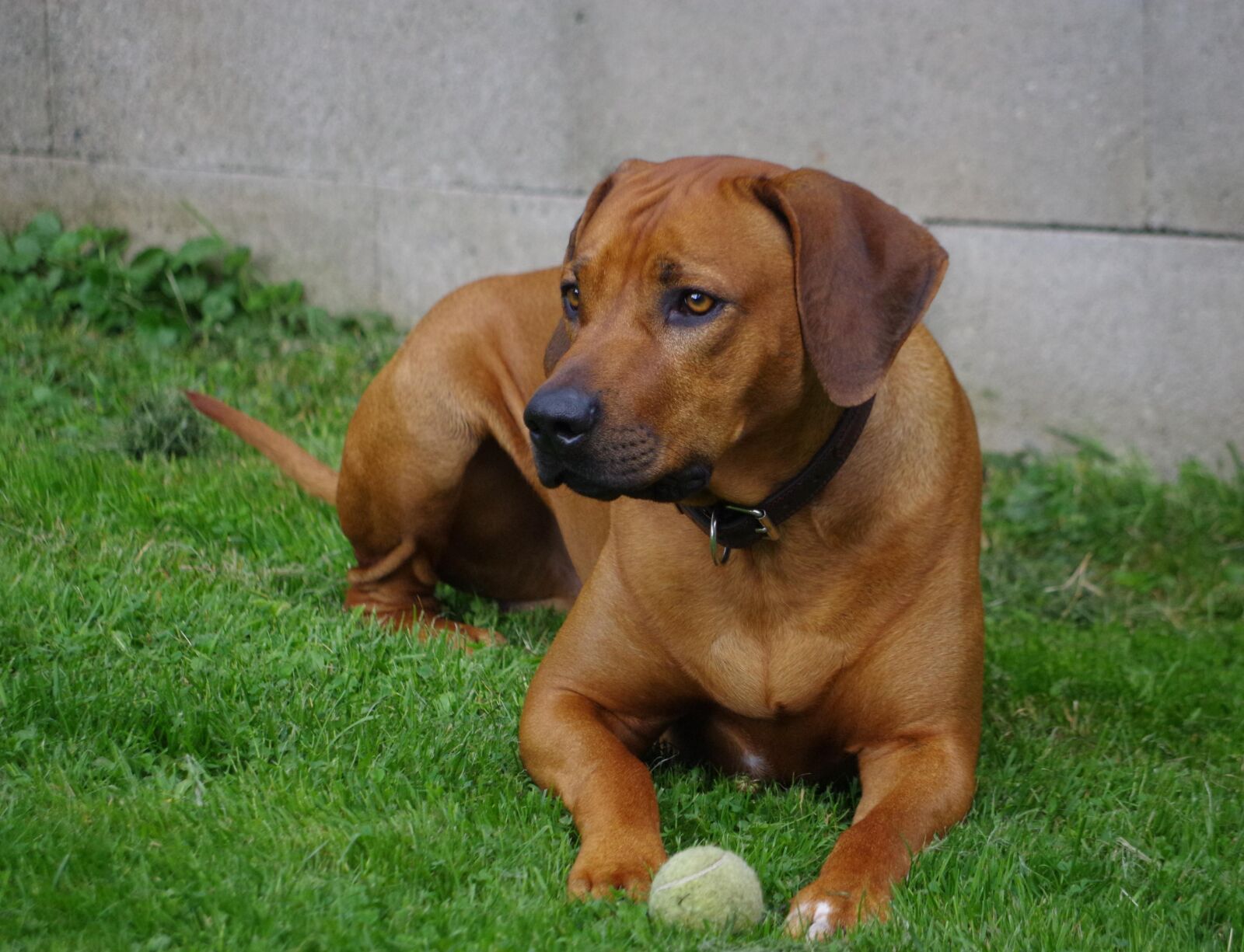 Pentax K-3 sample photo. Dog, ridgeback, rhodesian photography