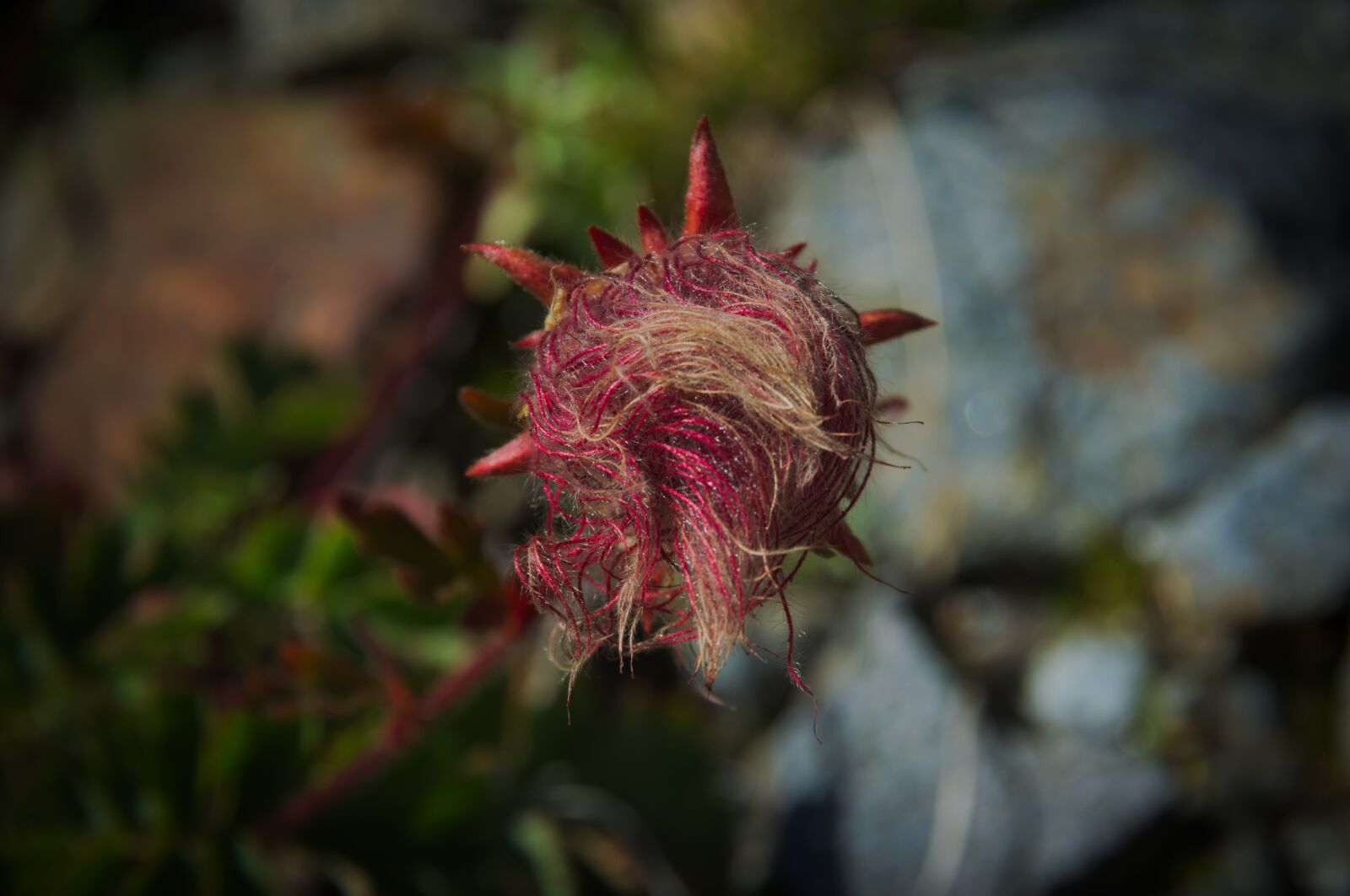 Nikon D3200 sample photo. Pasqueflower, alpenkuhschelle, pulsatilla photography