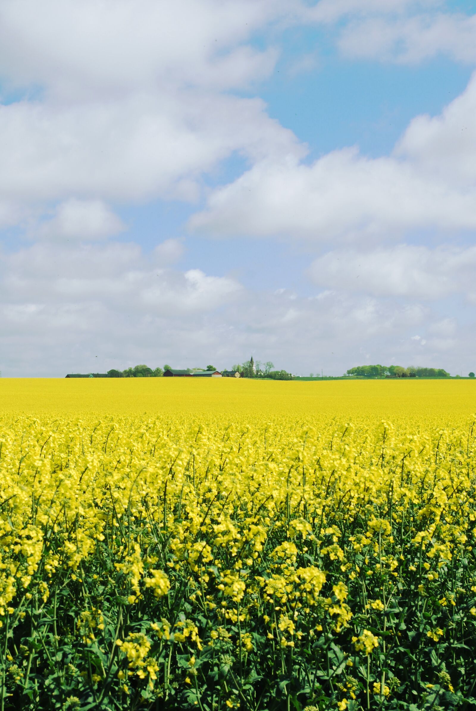 Nikon D60 sample photo. Canola, skåne, landskrona photography
