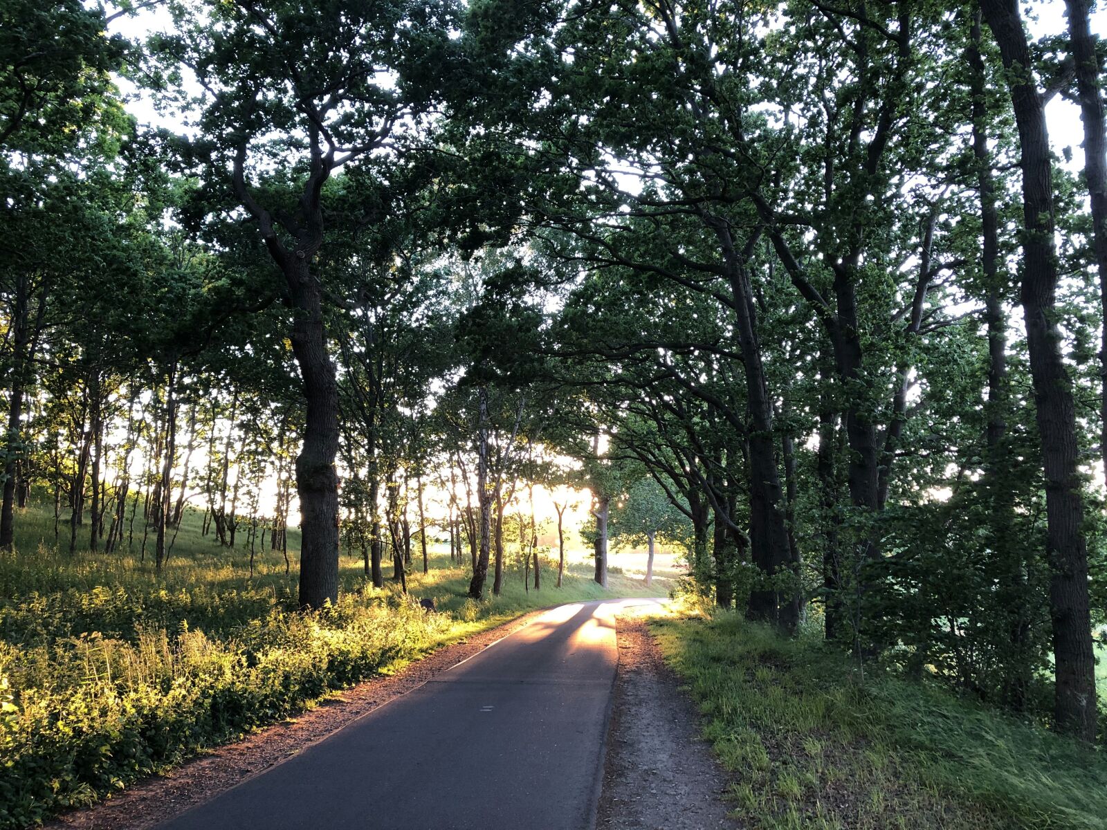 iPhone 8 Plus back dual camera 3.99mm f/1.8 sample photo. Road, trees, away photography