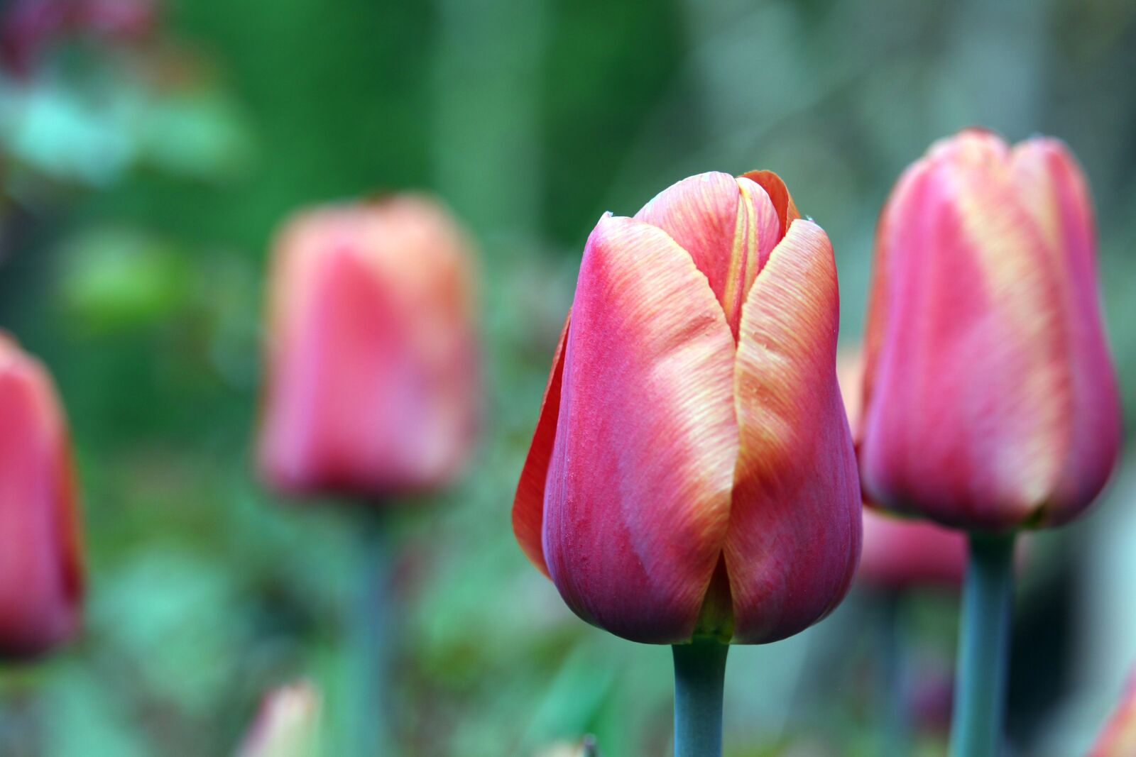 Canon EOS 700D (EOS Rebel T5i / EOS Kiss X7i) sample photo. Tulips, spring, flowers photography