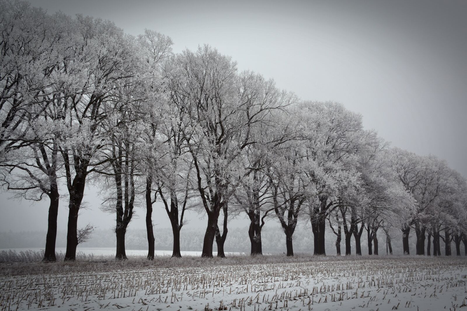 Nikon D5200 sample photo. Winter, trees, avenue photography
