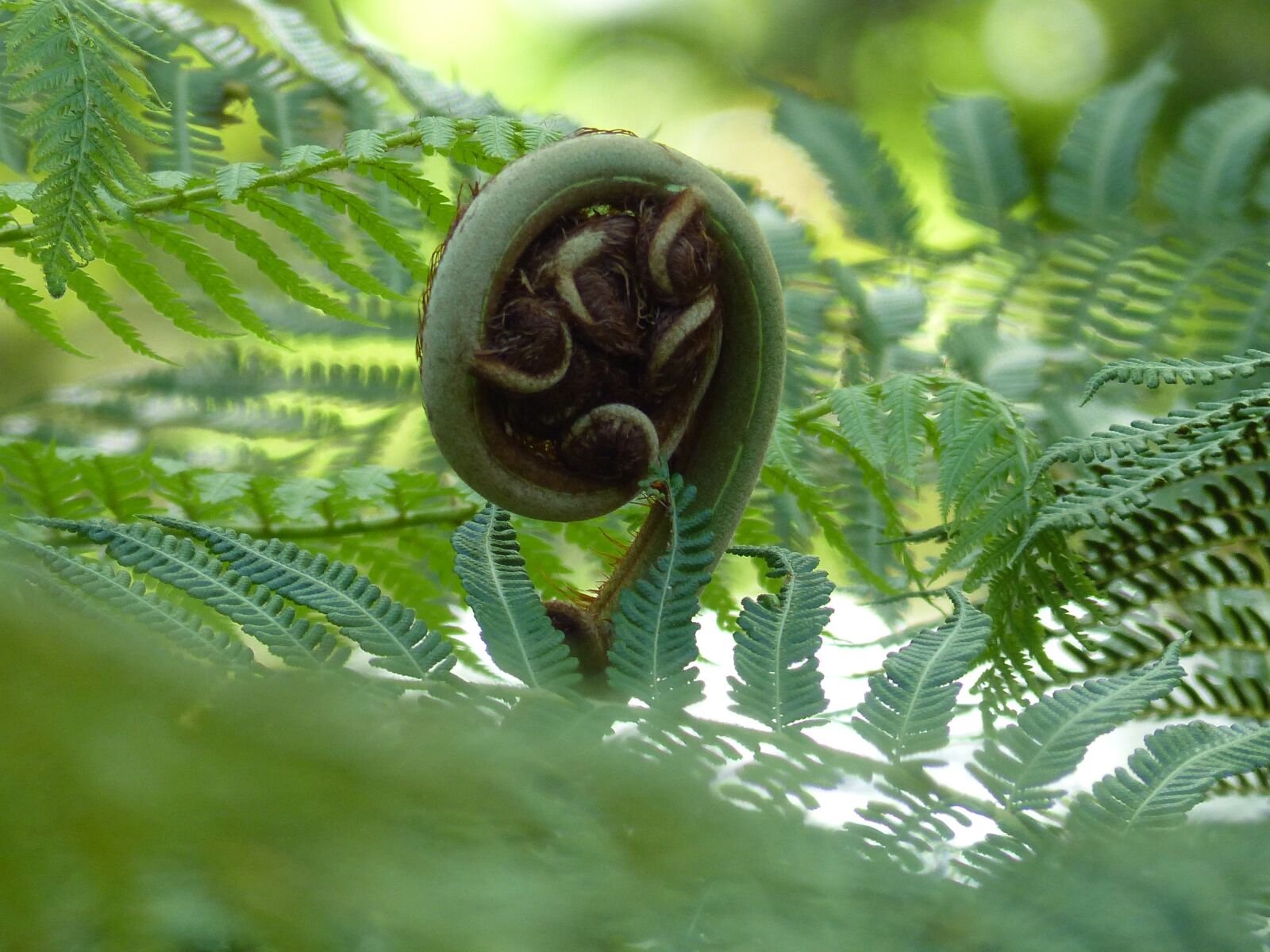 Panasonic Lumix DMC-FZ200 sample photo. Fern, green, foliage photography