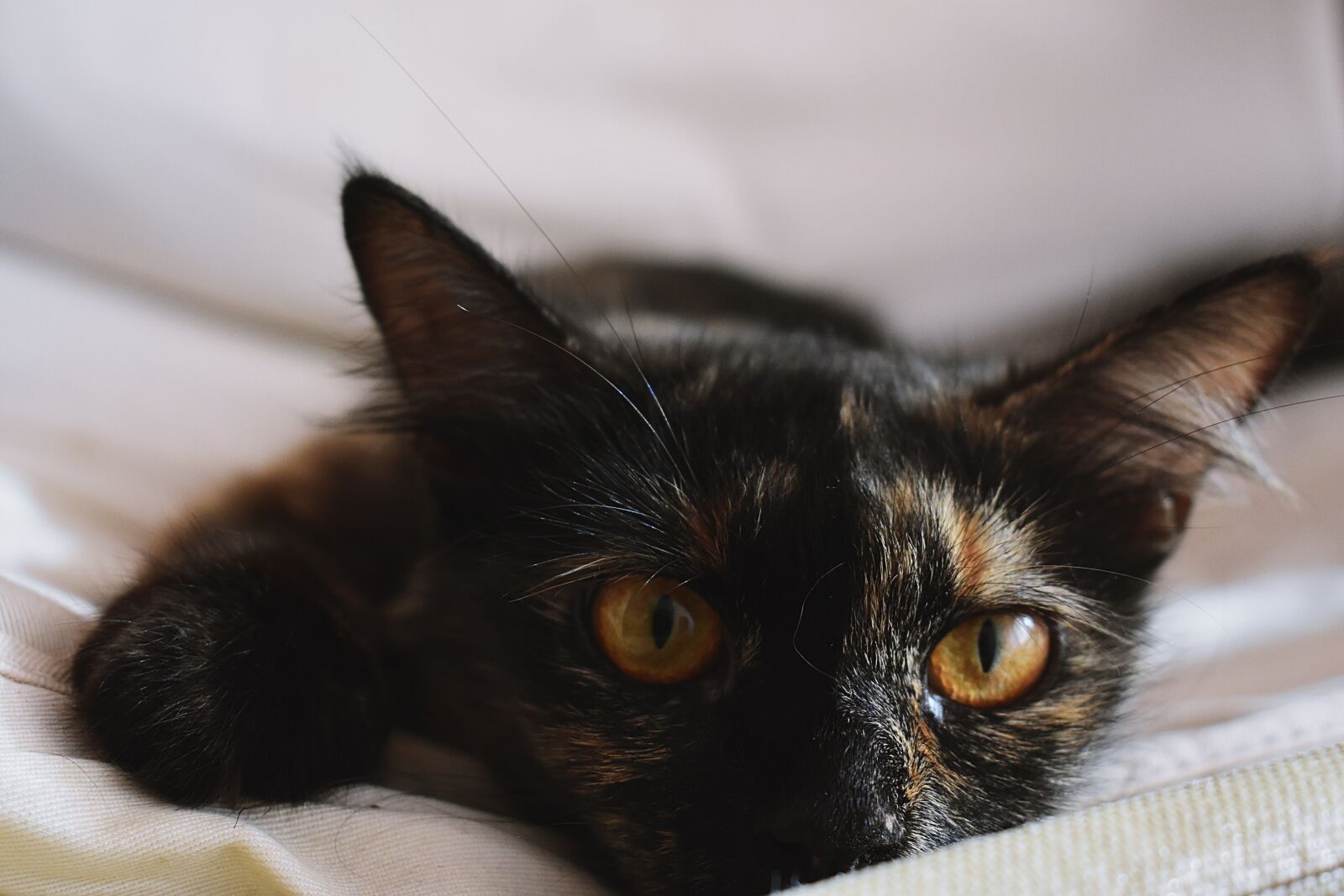 Nikon D3400 sample photo. Cat, black, tortoiseshell photography