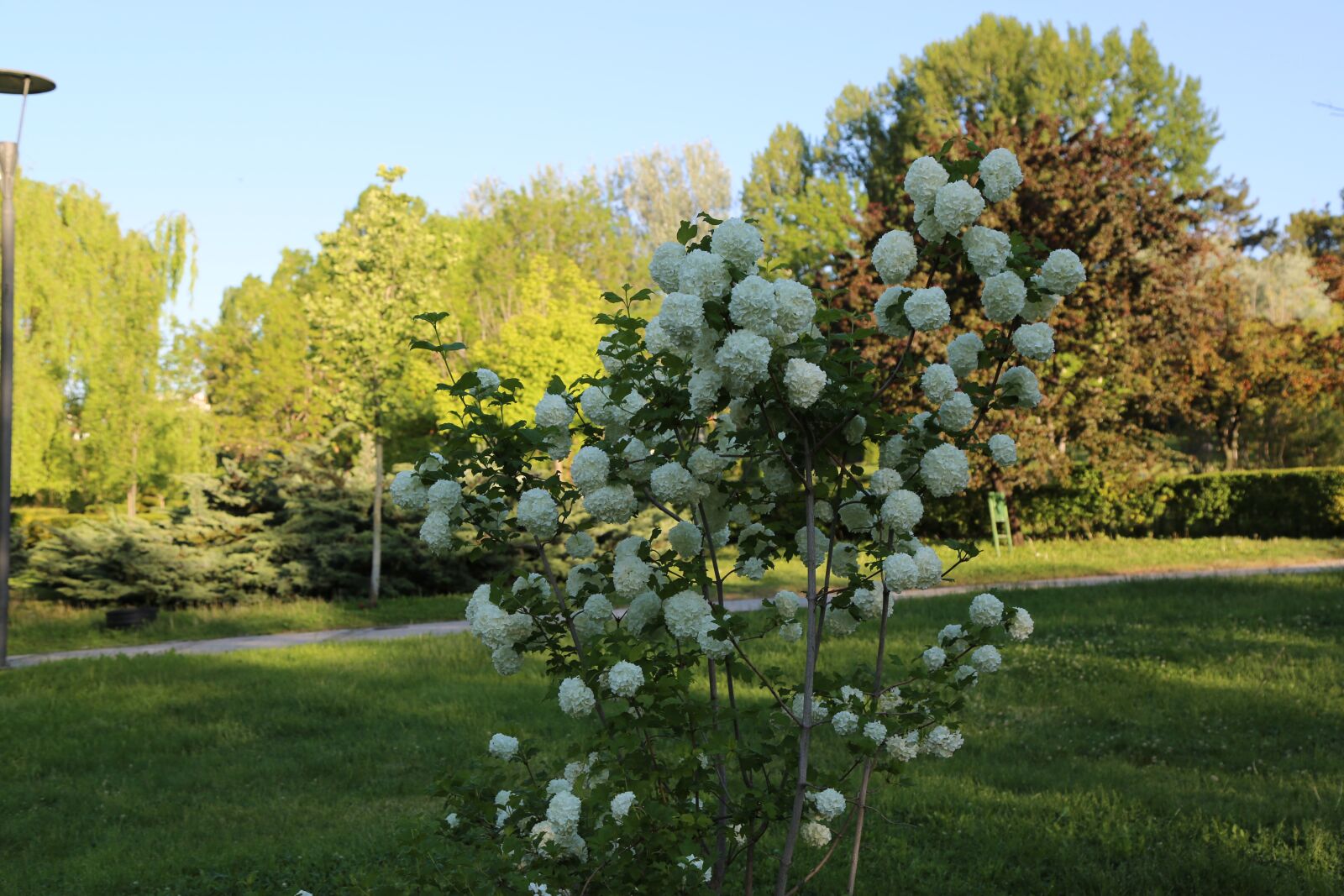Canon EF 24-105mm F4L IS USM sample photo. Tree, nature, plant photography