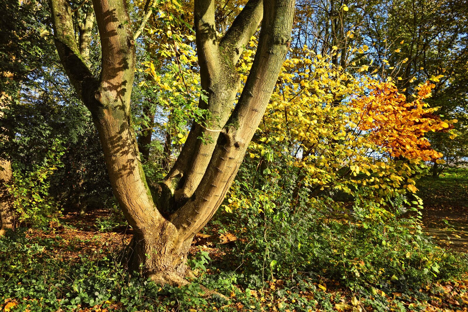 Sony Cyber-shot DSC-RX100 sample photo. Tree, trunk, forked photography