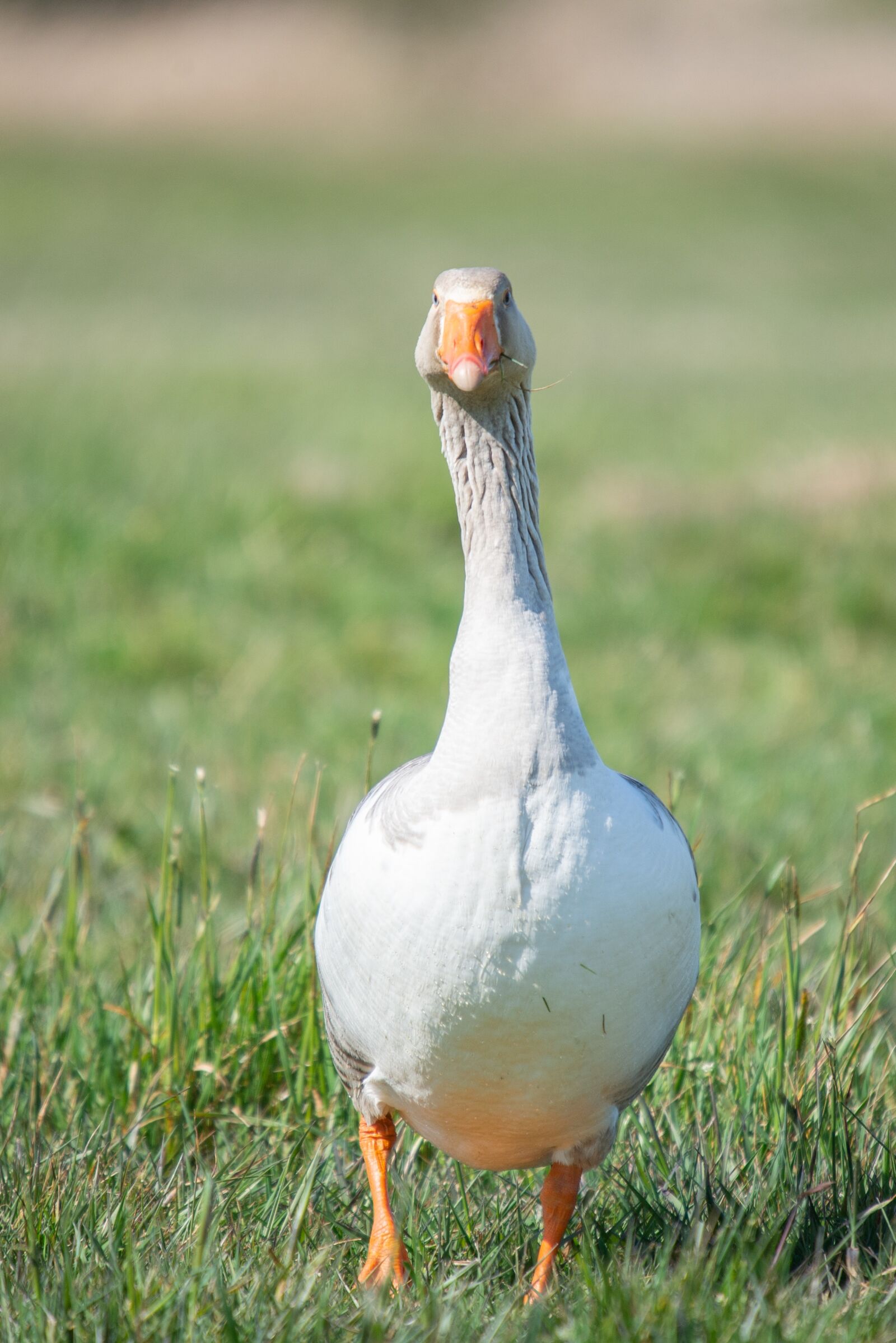 Nikon D600 sample photo. Goose, nosy, portrait photography