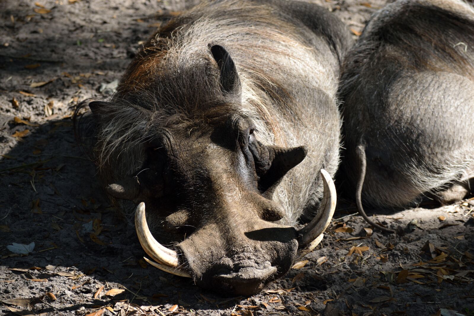 Nikon D3300 sample photo. Warthog, animal, wildlife photography