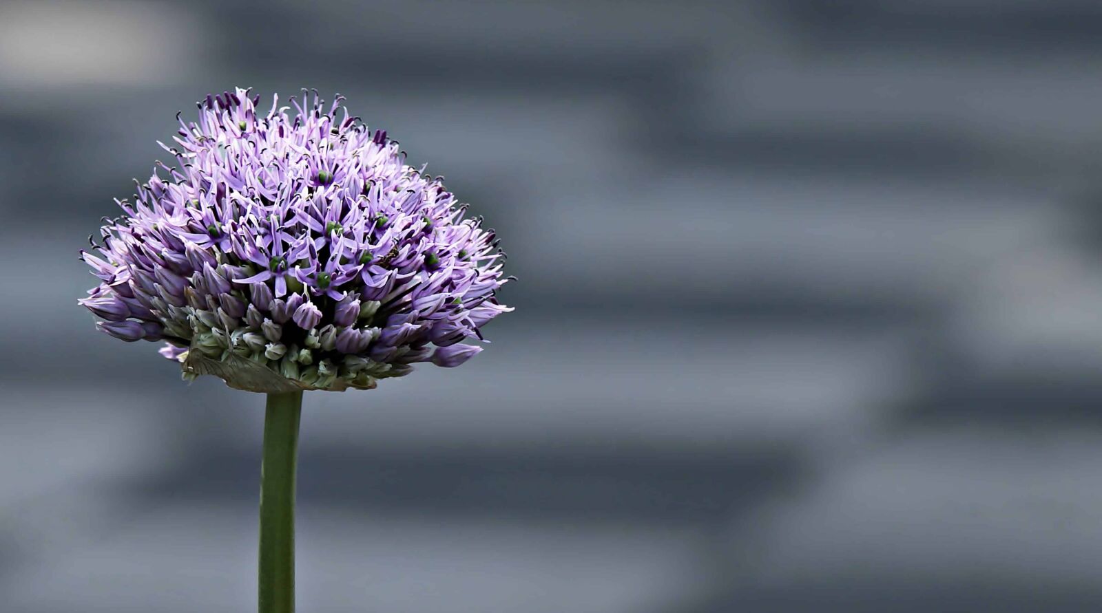 Canon EOS 100D (EOS Rebel SL1 / EOS Kiss X7) sample photo. Plant, violet, flower, nature photography