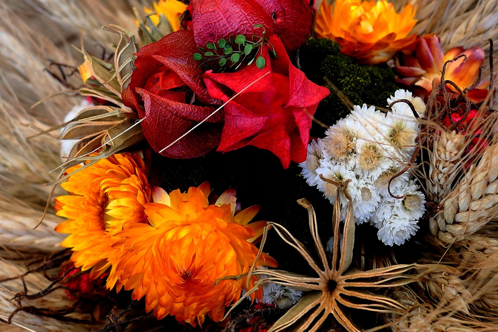 Panasonic Lumix DMC-LX10 (Lumix DMC-LX15) sample photo. Flowers, dried flowers, blossom photography