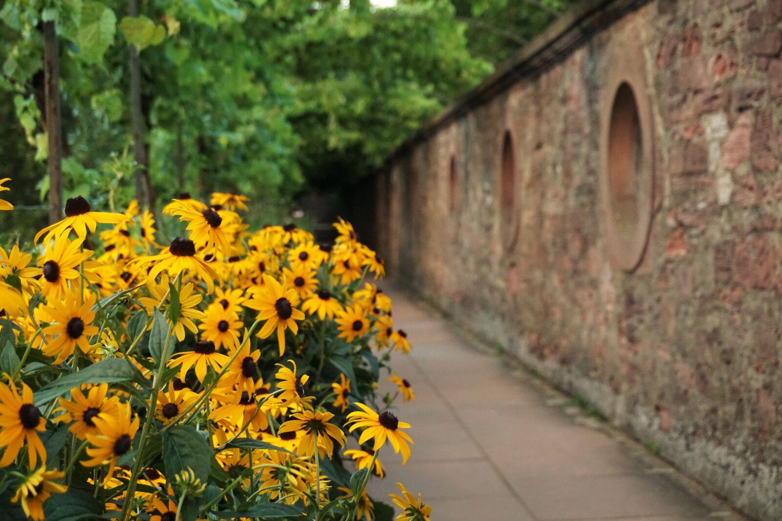 Sony a6000 sample photo. Yellow, flower, aschaffenburg photography