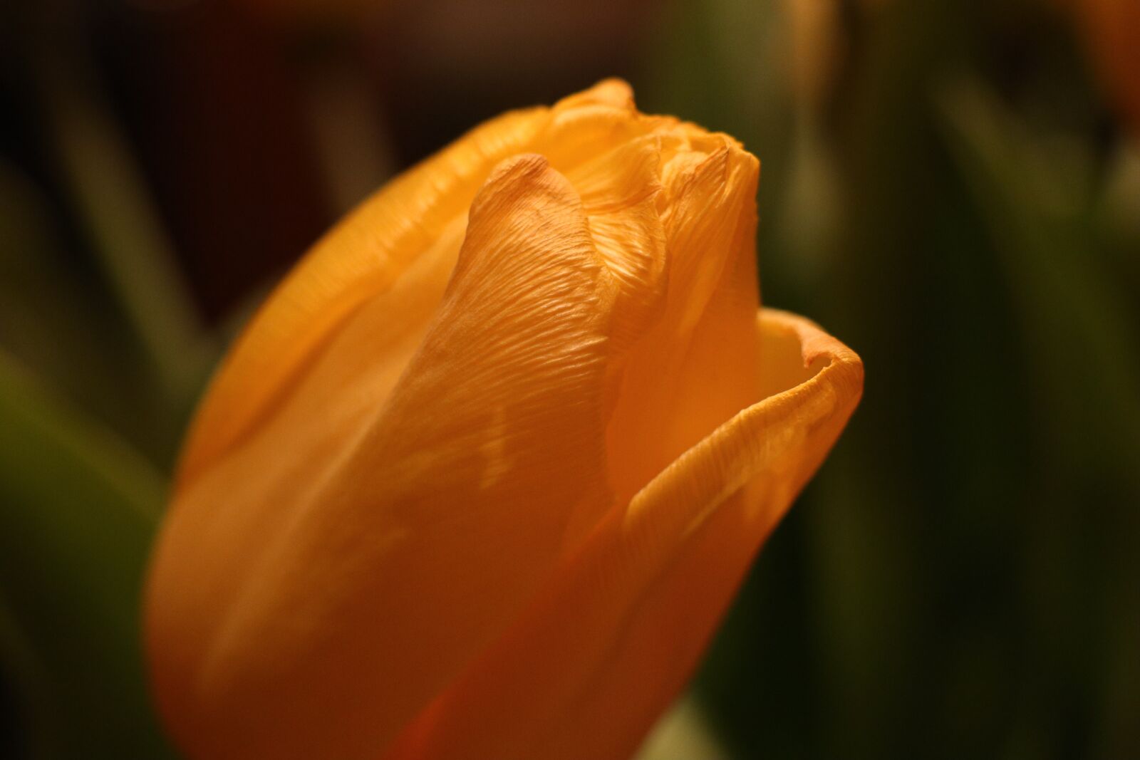 Canon EOS M6 sample photo. Spring, tulip, flower photography