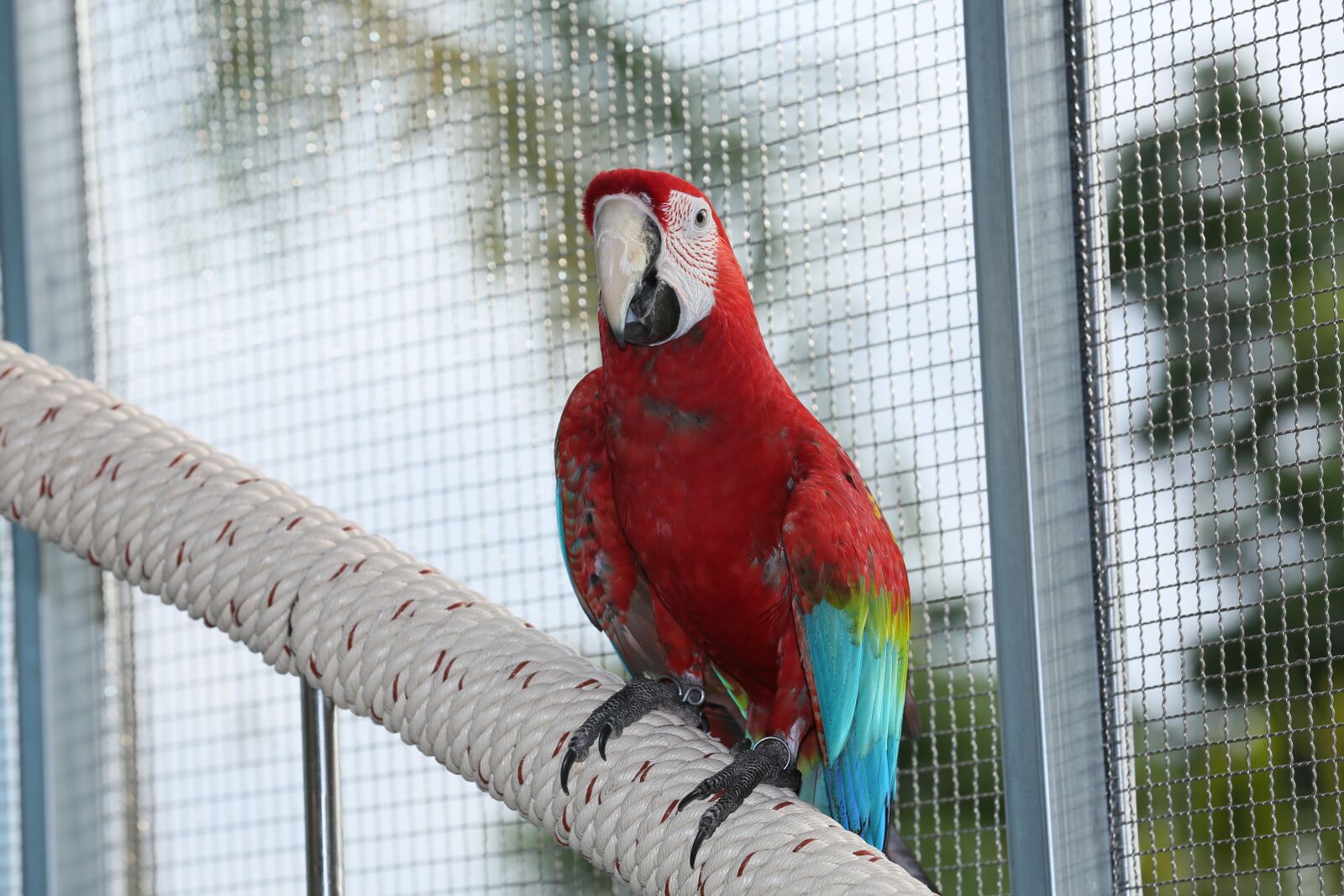 Canon EF 70-200mm F2.8L IS II USM sample photo. Parrots, parrot, colorful couple photography