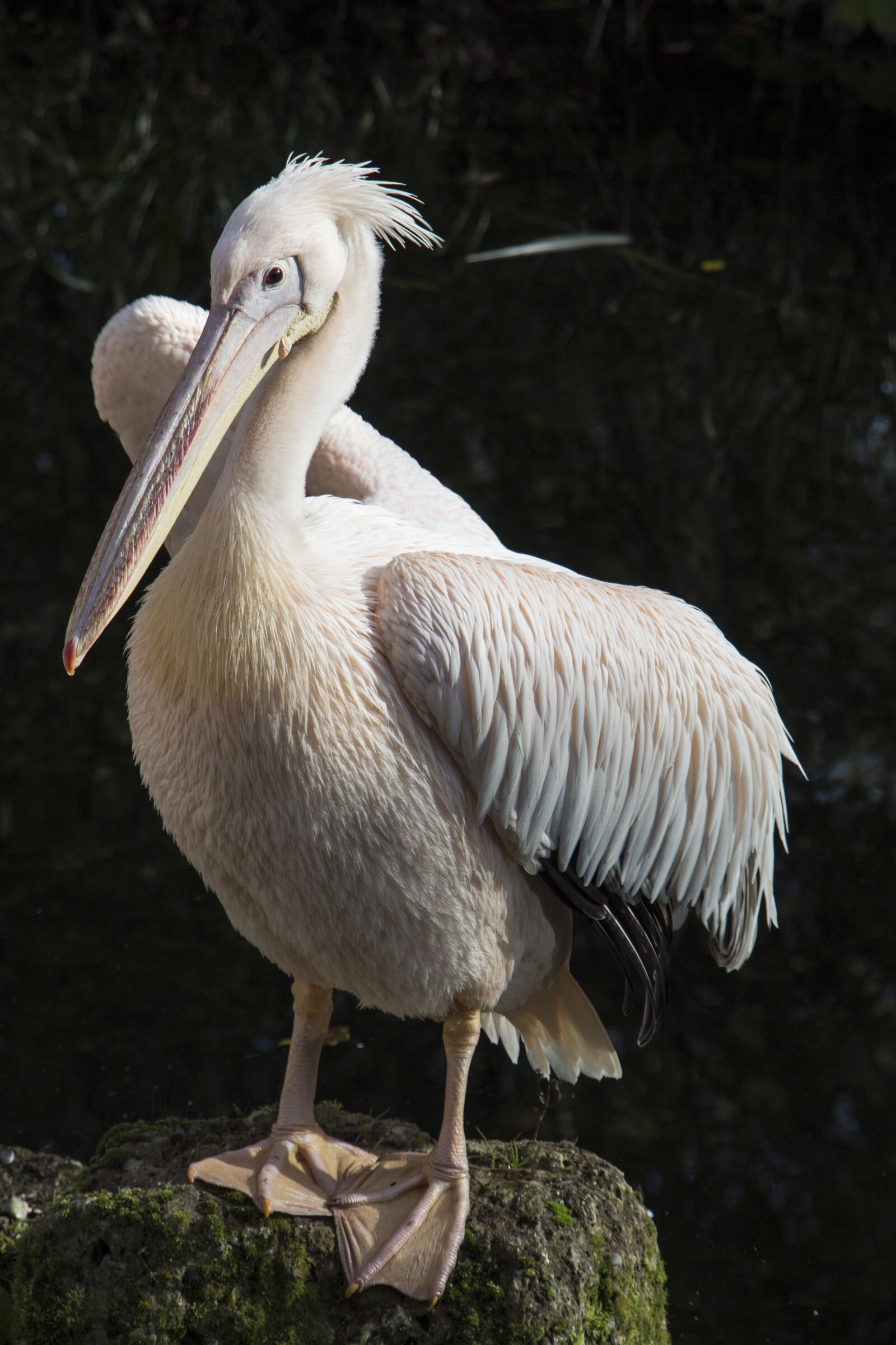 Canon EOS 700D (EOS Rebel T5i / EOS Kiss X7i) sample photo. Pelican, white, feather photography