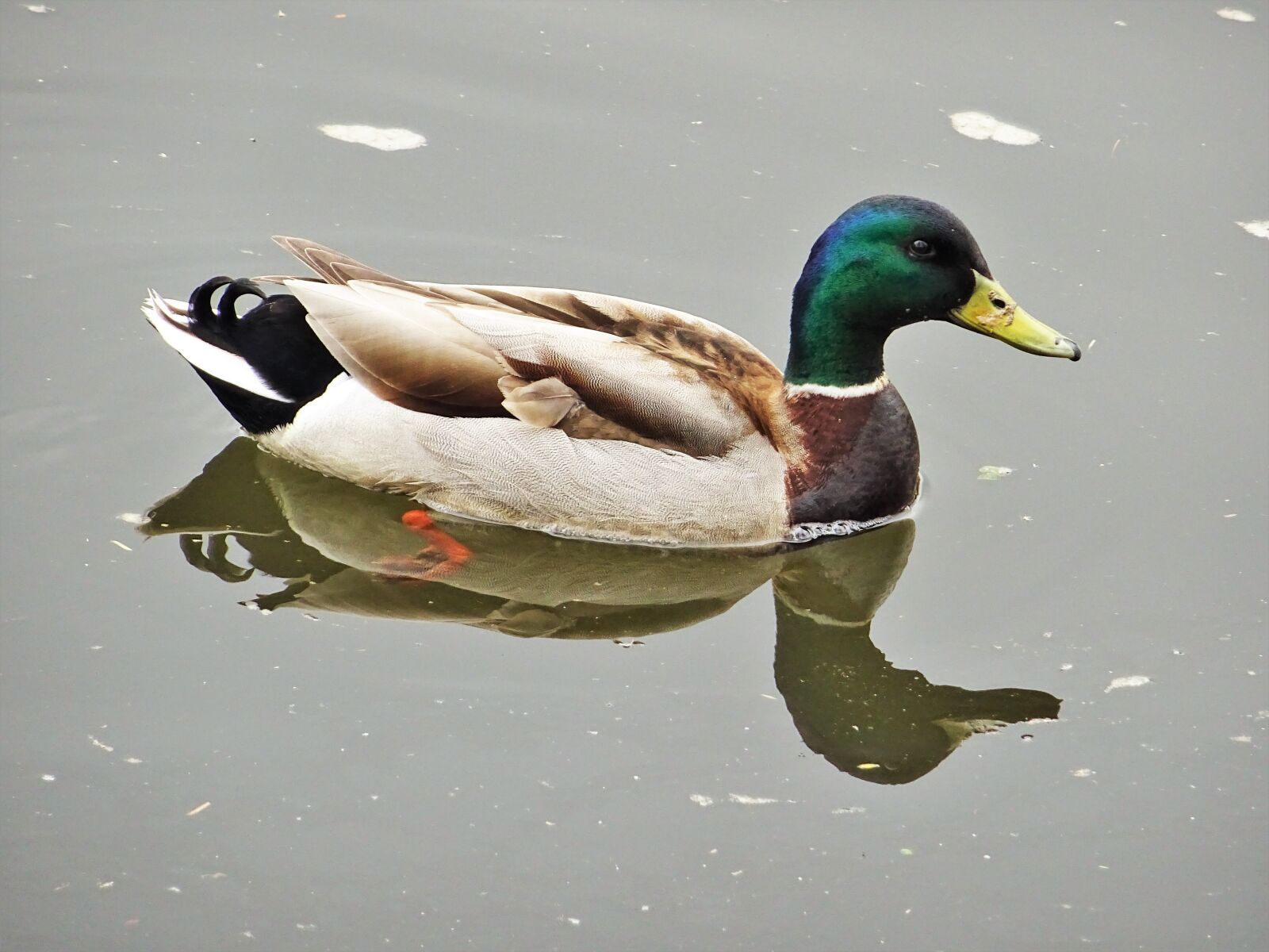 Sony DSC-HX60 sample photo. Animal, bird, mallard duck photography